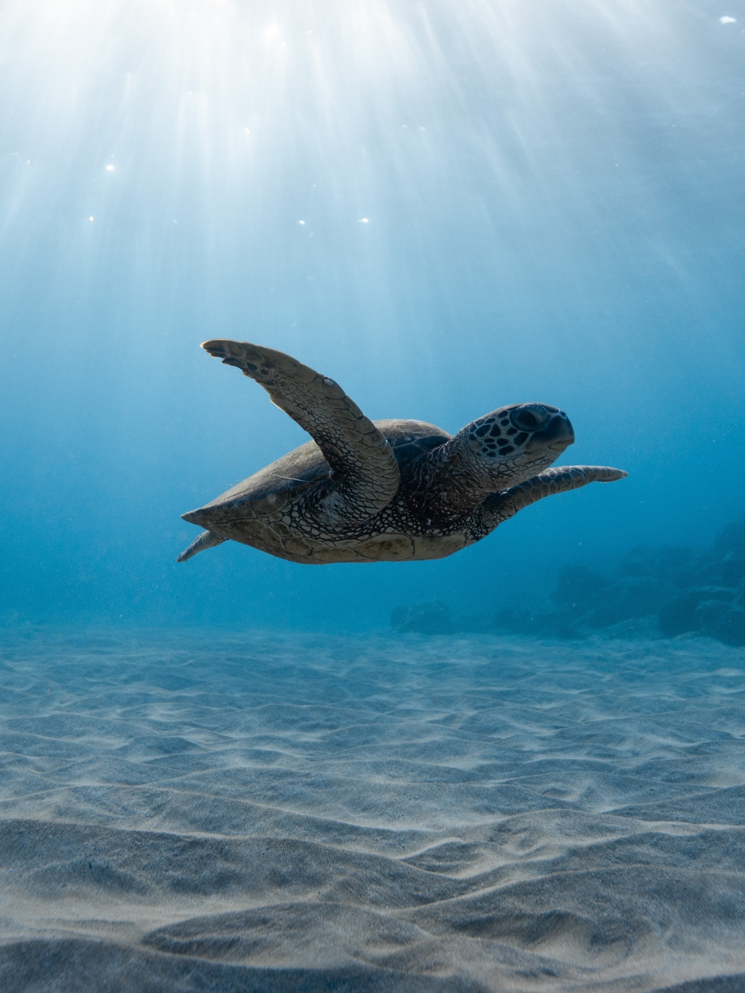 Turtle: The hatching consists of two events: exiting the egg and emerging from the nest. 1540x2050 HD Wallpaper.