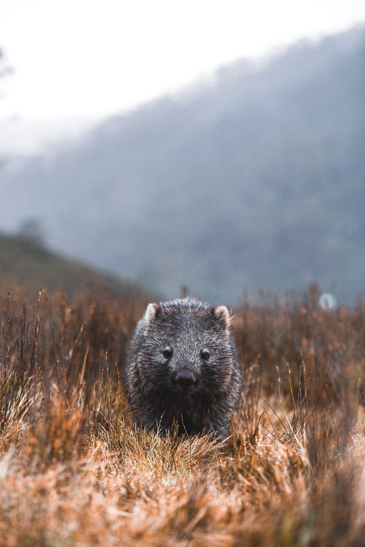 Cute Australian animals, Wild animal photography, Wombat pictures, 1280x1920 HD Phone