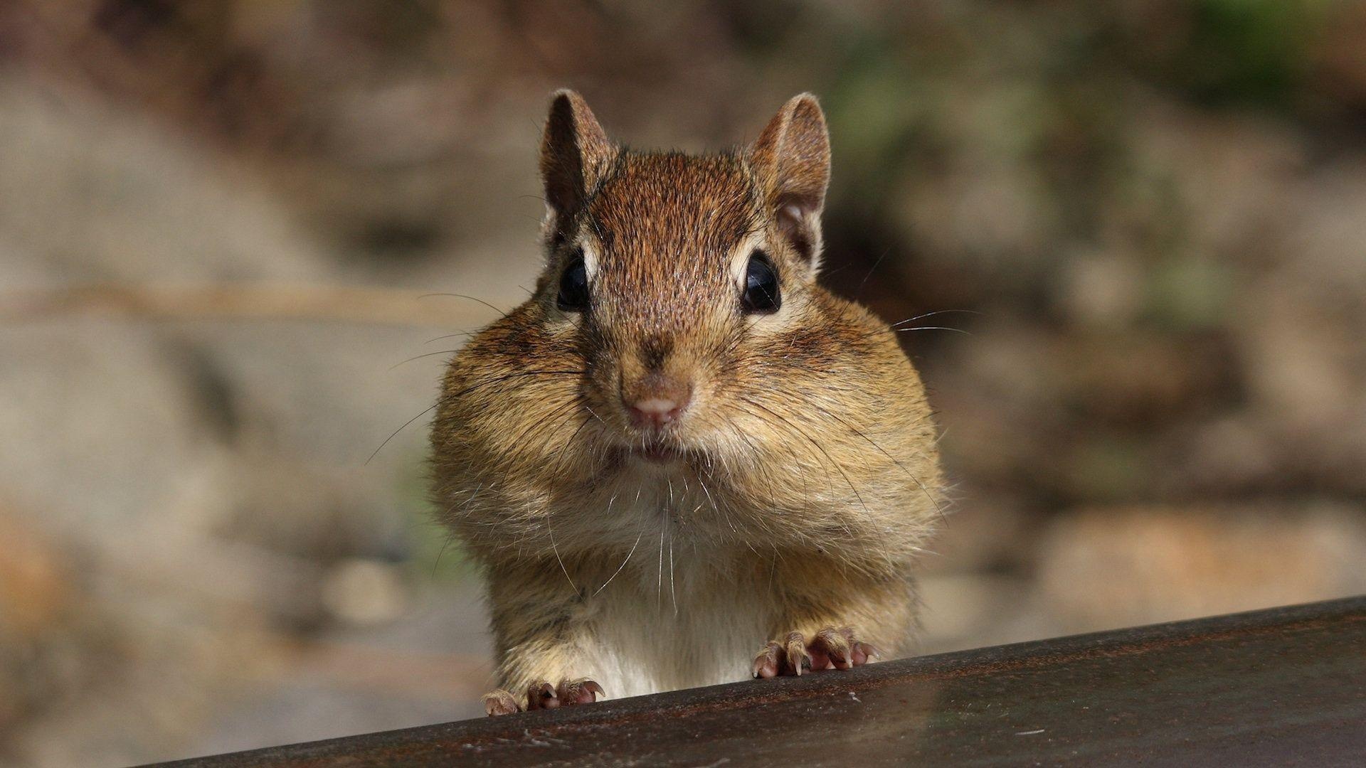 Chipmunk: Cheek pouches can stretch to be three times larger than the animal's head. 1920x1080 Full HD Wallpaper.