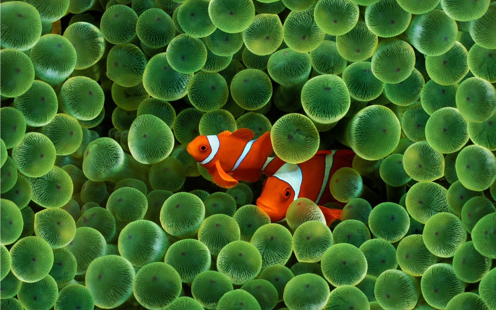 Fish: Clownfish, Bright orange with three distinctive white bars. 1920x1200 HD Background.