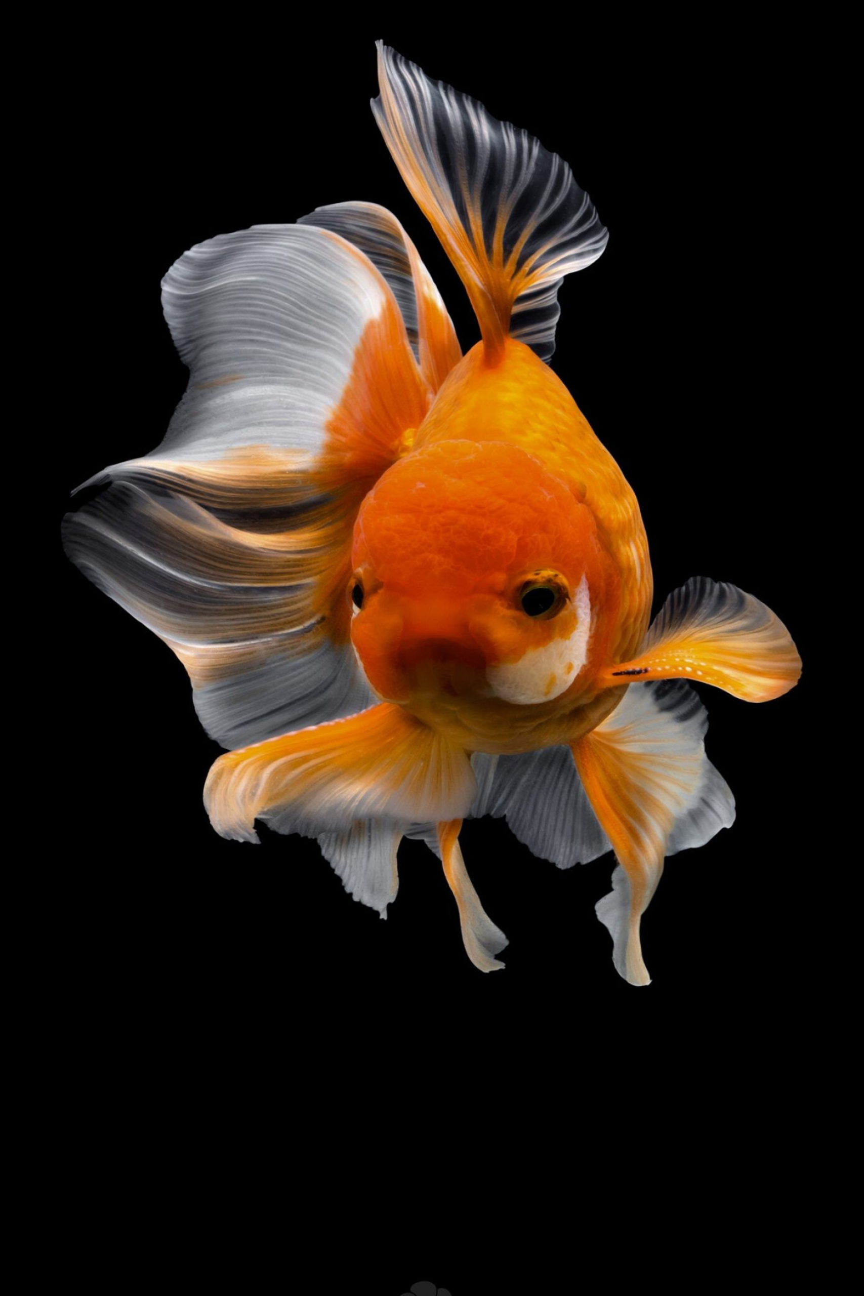Gold Fish: Koi, Captivating Carassius auratus, An ornamental freshwater fish in ponds and tanks. 1710x2560 HD Wallpaper.