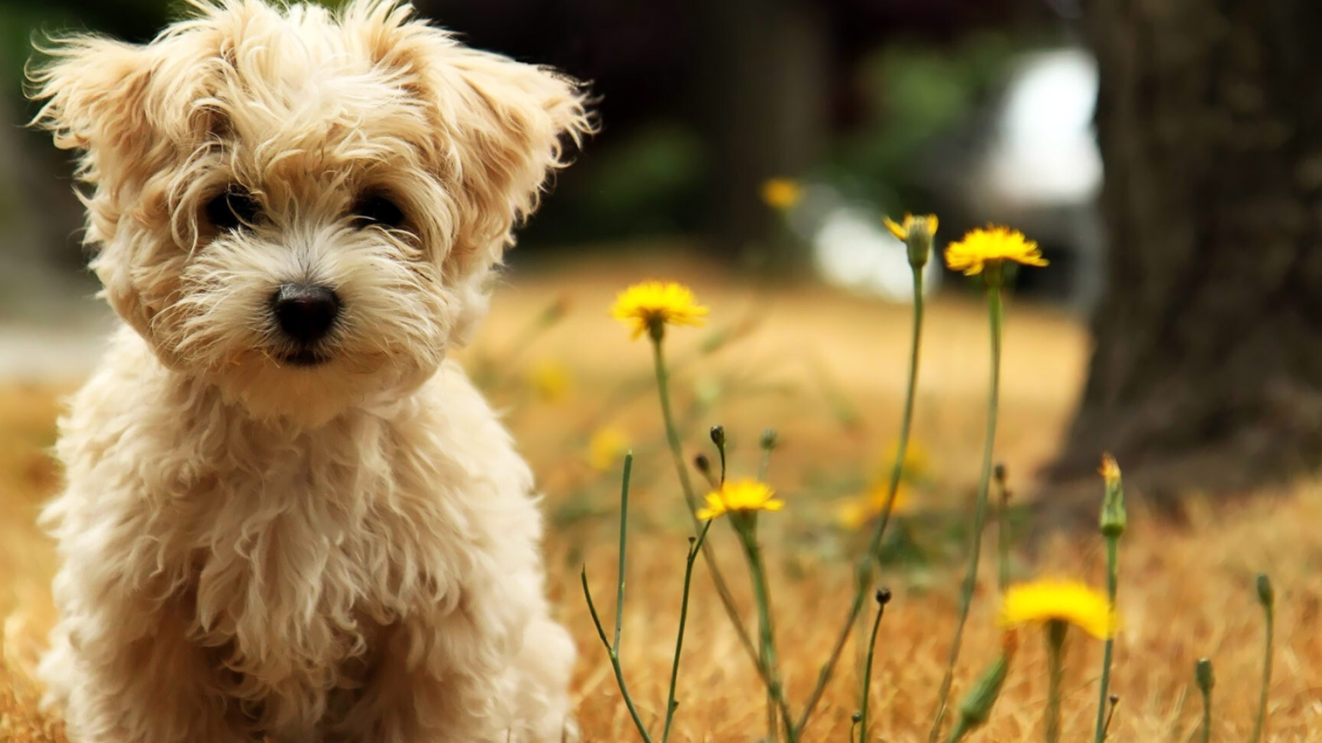 Puppy: West Highland White Terrier, The breed is intelligent, quick to learn, and can be good with children. 1920x1080 Full HD Background.