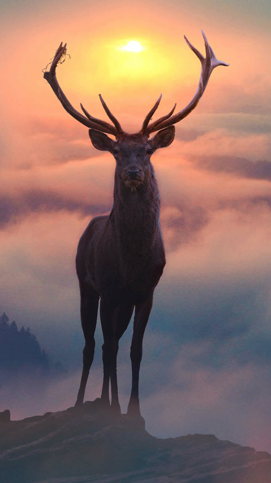 Reindeer: The tundra subspecies are adapted for extreme cold. 1080x1920 Full HD Wallpaper.