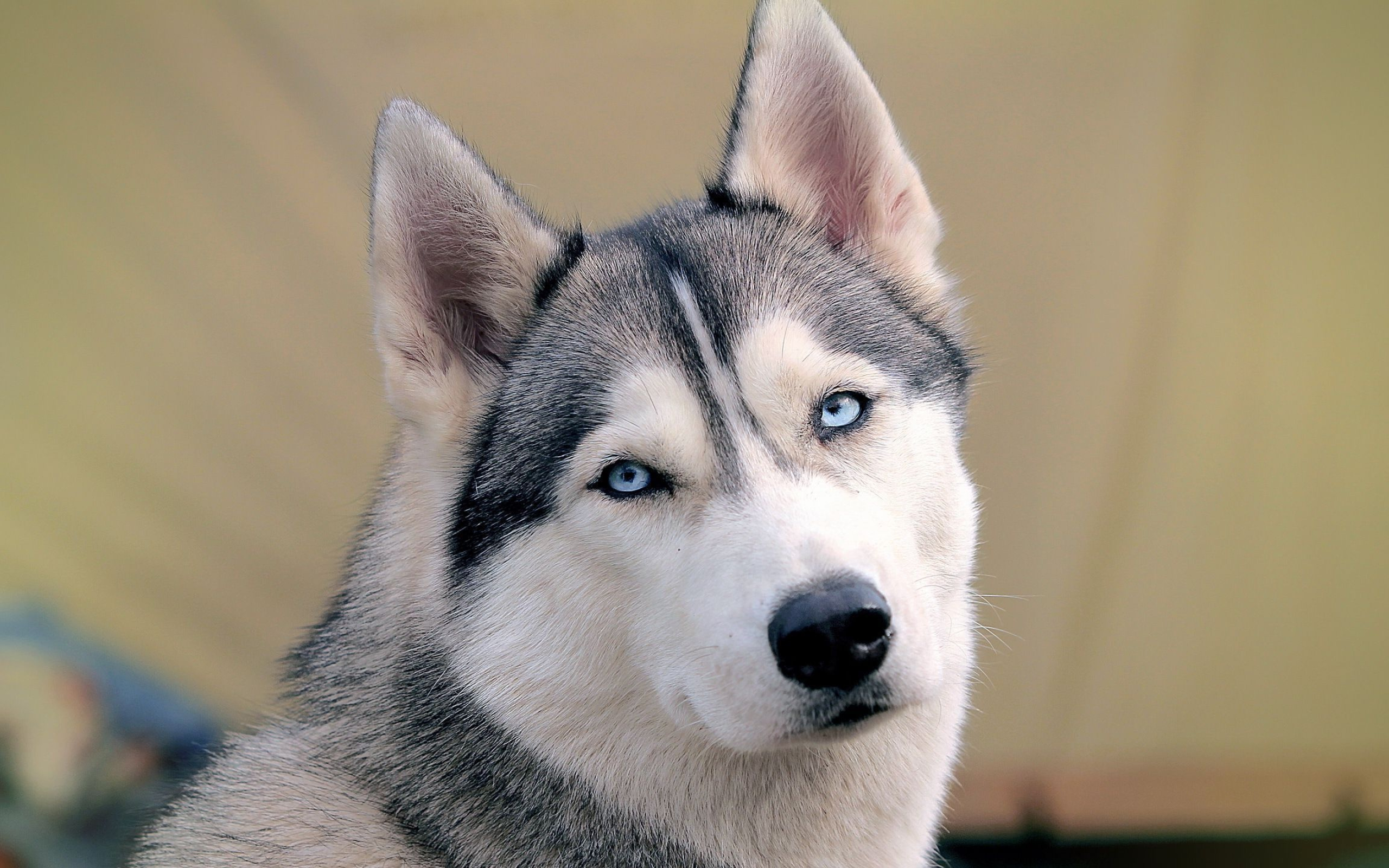 Alaskan husky puppies, Beautiful blue eyes, Playful and innocent, Marvelous innocence, 2560x1600 HD Desktop