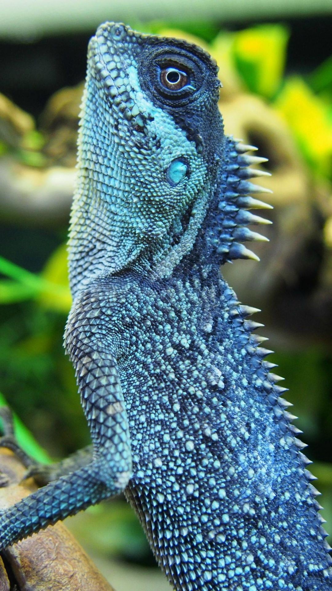 Lizard, Reptile species, Mobile wallpaper, Colorful wildlife, 1080x1920 Full HD Phone