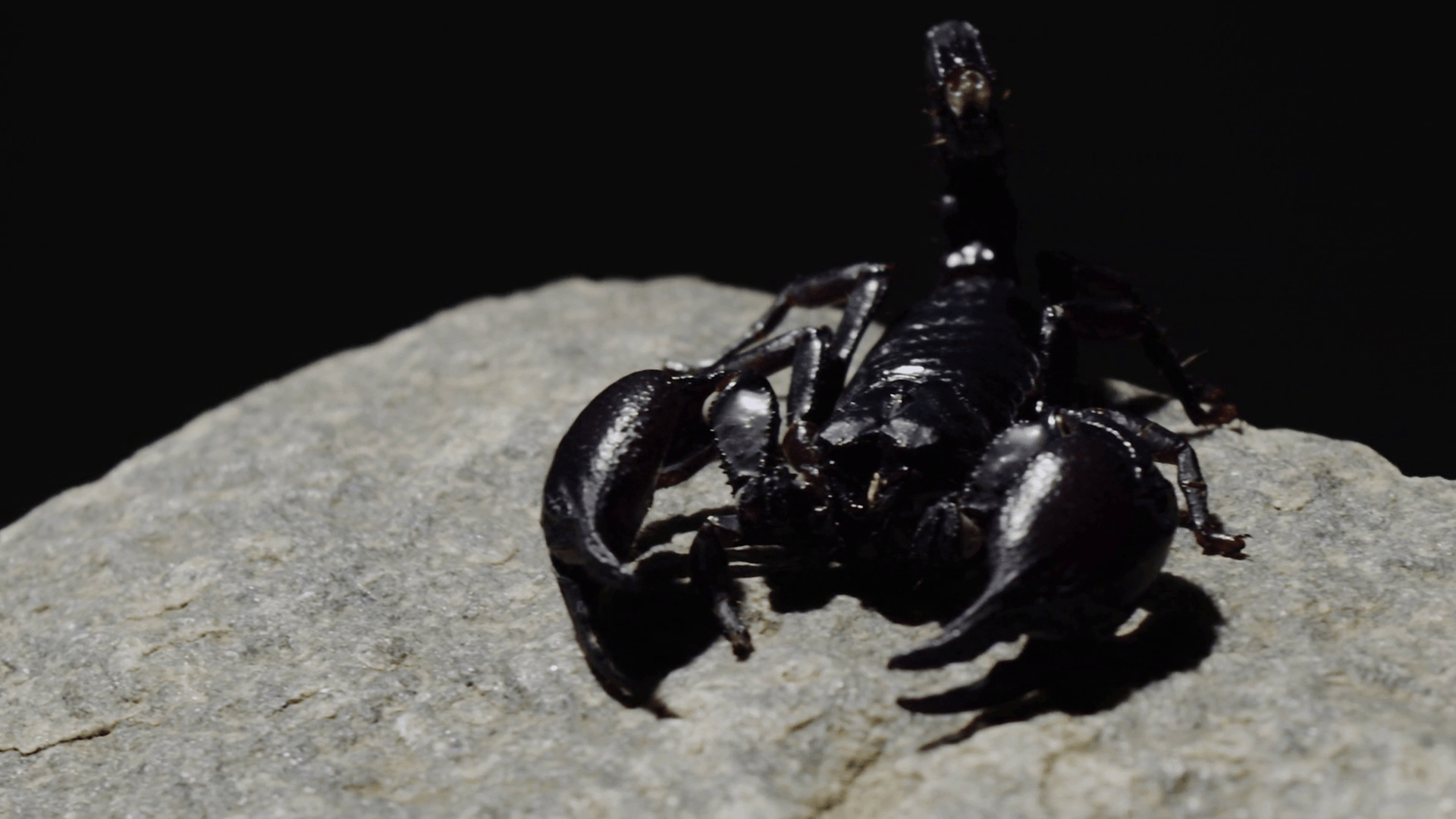 Scorpion (Animal): Animals, At the tip of the abdomen is the bulbous ‟telson”. 1920x1080 Full HD Background.