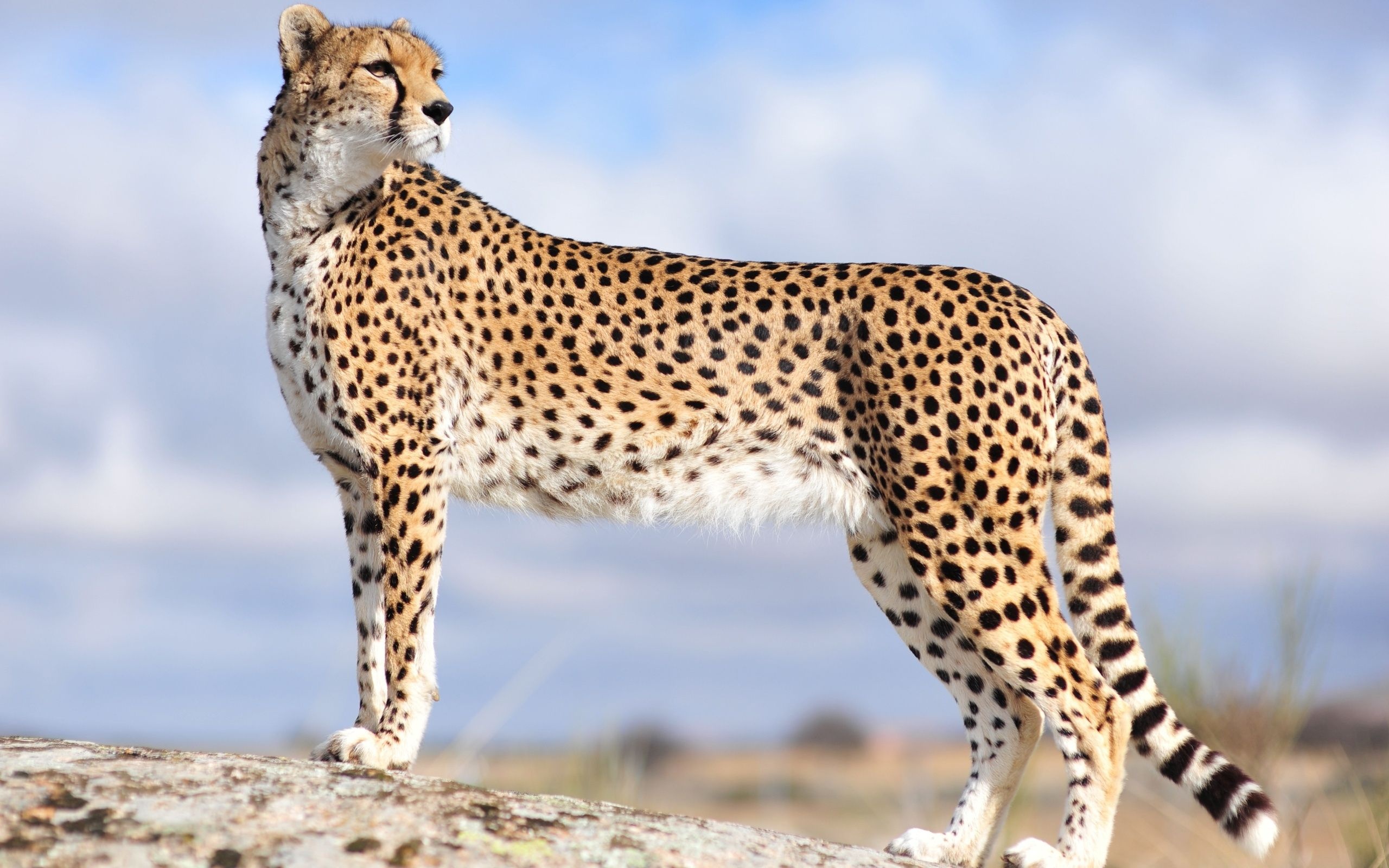 Cheetah, Desktop wallpaper, Captivating image, Beautiful felid, 2560x1600 HD Desktop