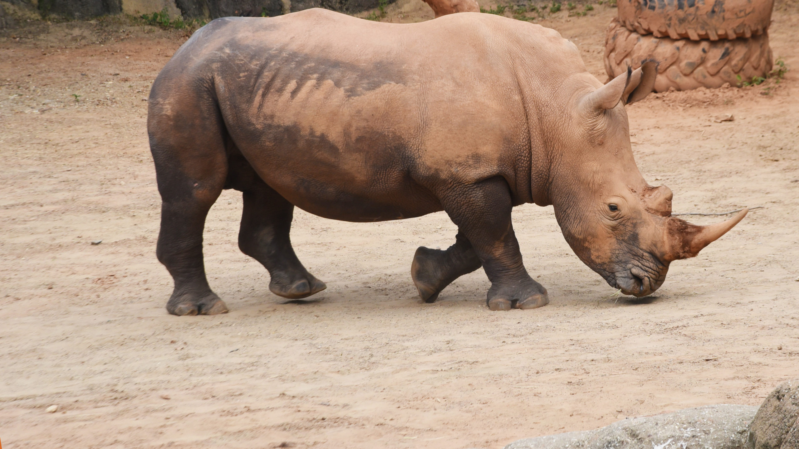 Rhino training, Zoo educational program, Wildlife preservation, Bond with animals, 2560x1440 HD Desktop