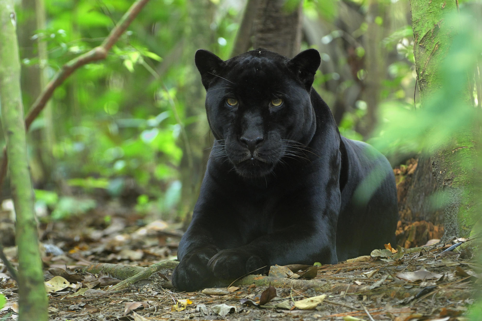 Black Panther (Animal): Powerful and inspiring creatures, Dark fur. 2000x1340 HD Background.