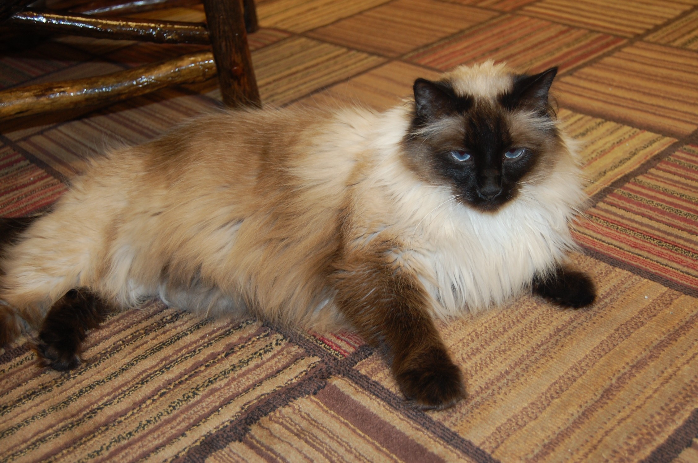 Cleveland OH, Mocho for adoption, Pet meet, Balinese cat, 2260x1500 HD Desktop