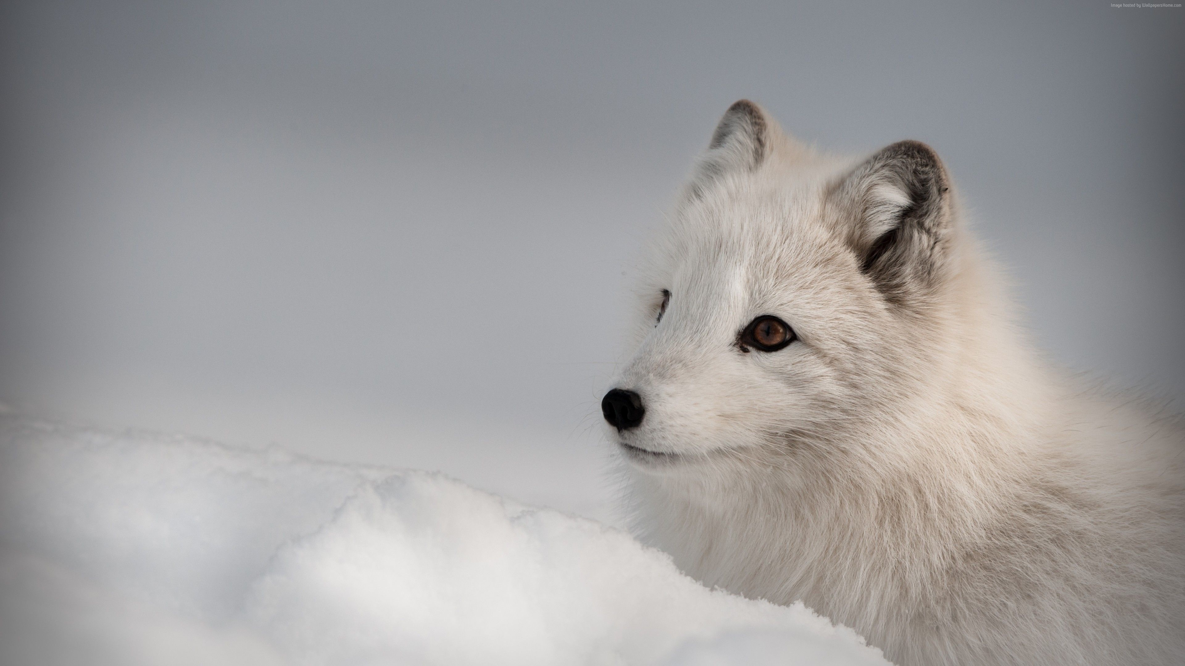 Arctic fox, Northern hemisphere, Animal beauty, Arctic wildlife, 3840x2160 4K Desktop