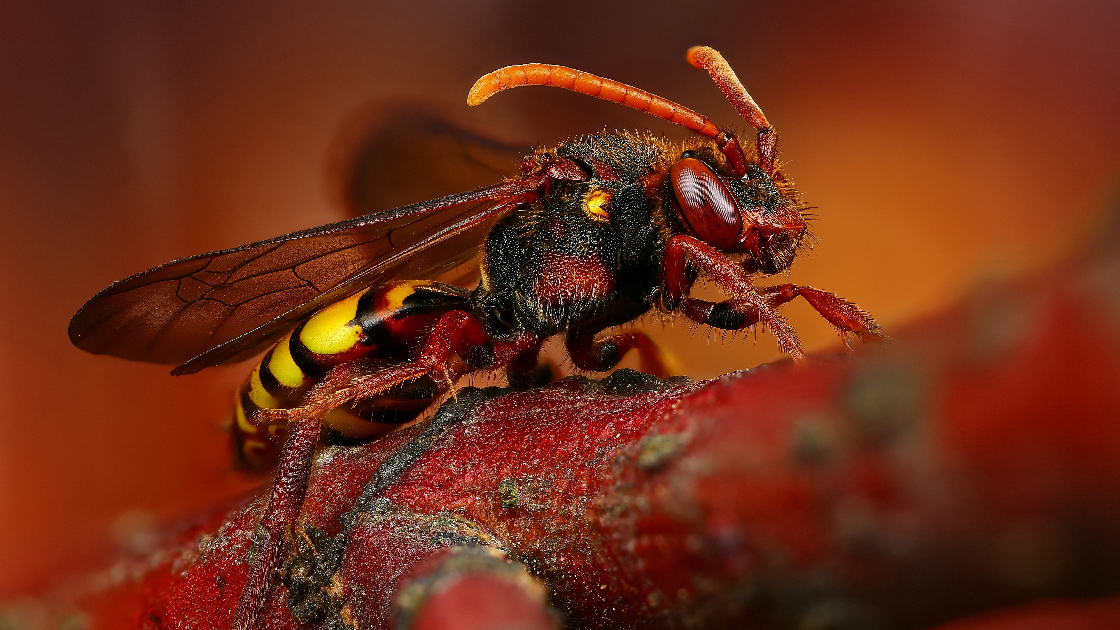 Wasp wallpapers, Insect beauty, Nature's tiny warriors, 4K resolution, 3840x2160 4K Desktop