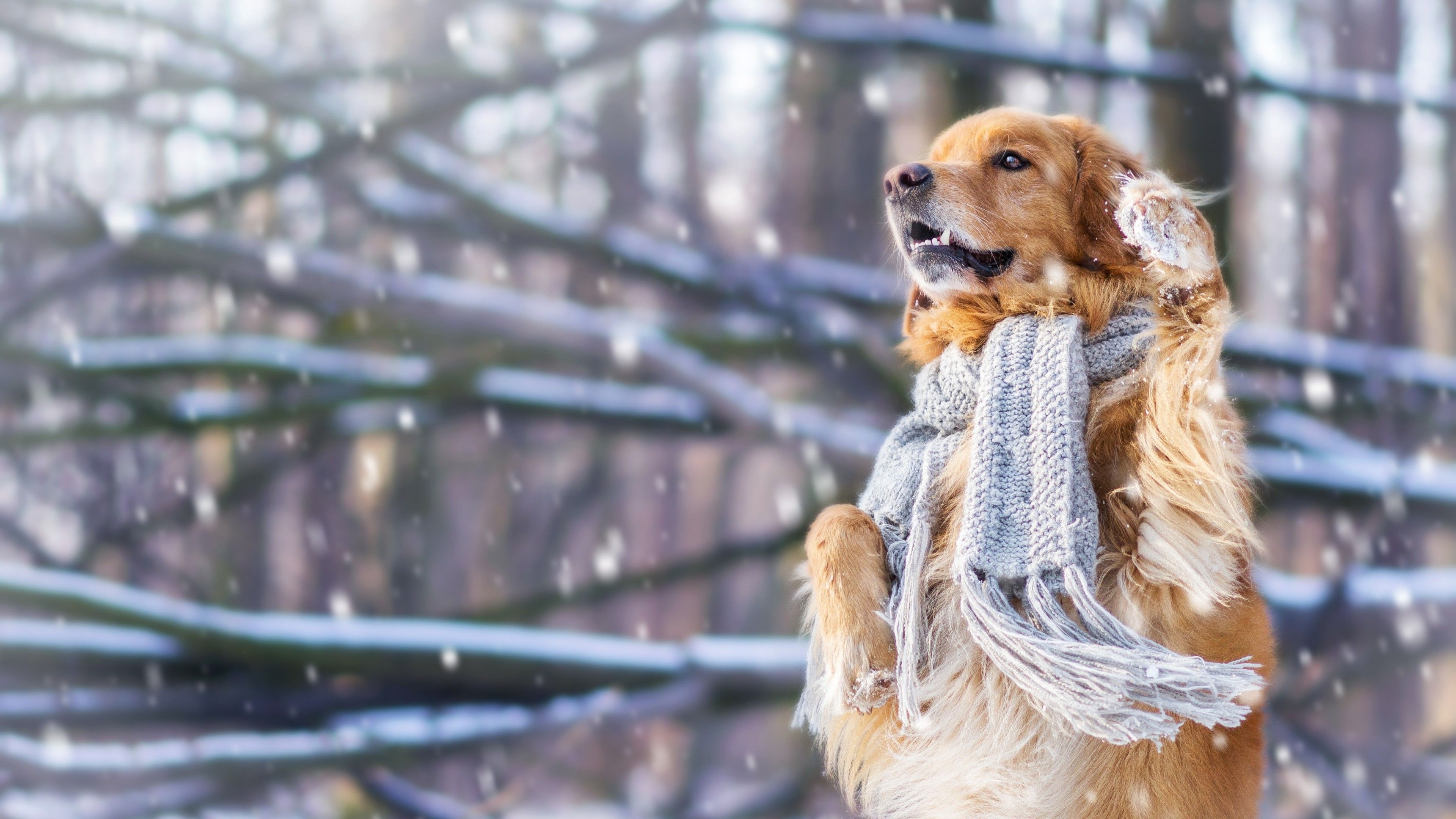 Snow dog wallpapers, Snowy backgrounds, Winter scenes, Chilled beauty, 3840x2160 4K Desktop