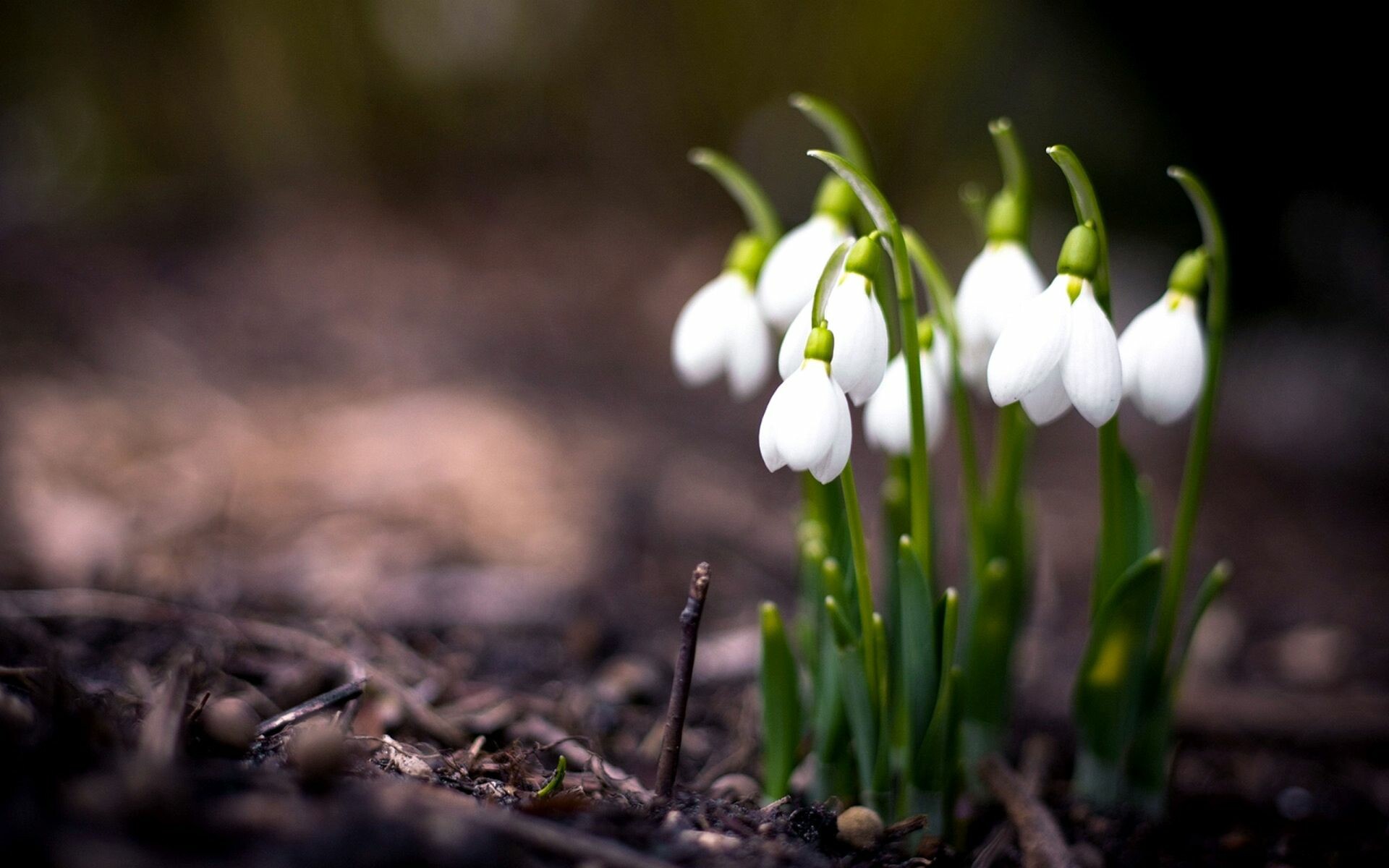 Spring: Flowers, This season is often associated with rebirth, renewal, and regrowth. 1920x1200 HD Wallpaper.