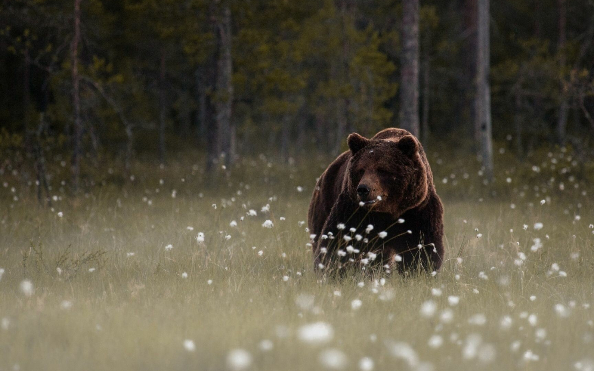 Bear: Mammals that belong to the family Ursidae. 1920x1200 HD Wallpaper.