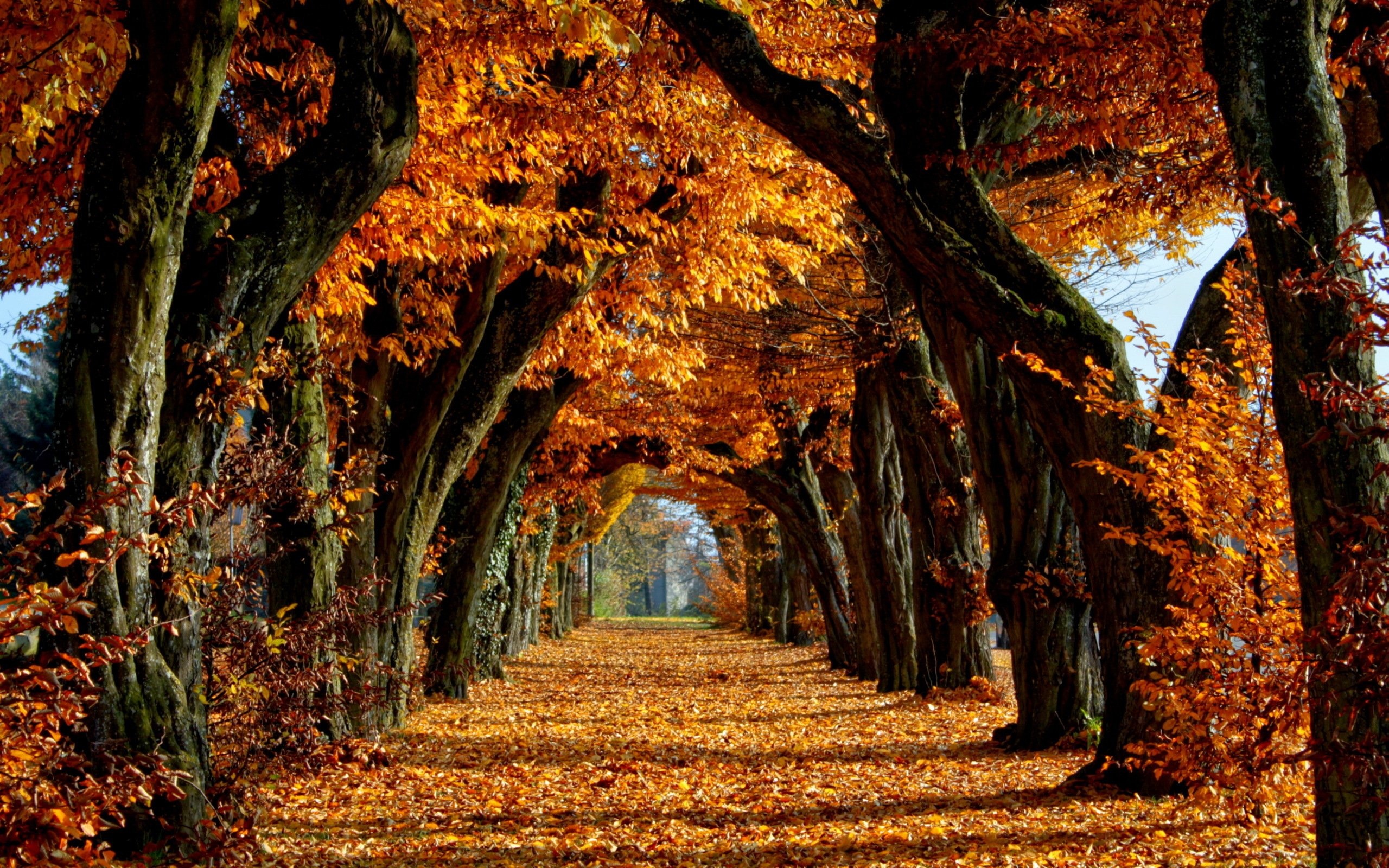 Wide scenic vista, Awe-inspiring autumn, Sun-kissed forest, Deciduous details, Vibrant canopy, 2560x1600 HD Desktop