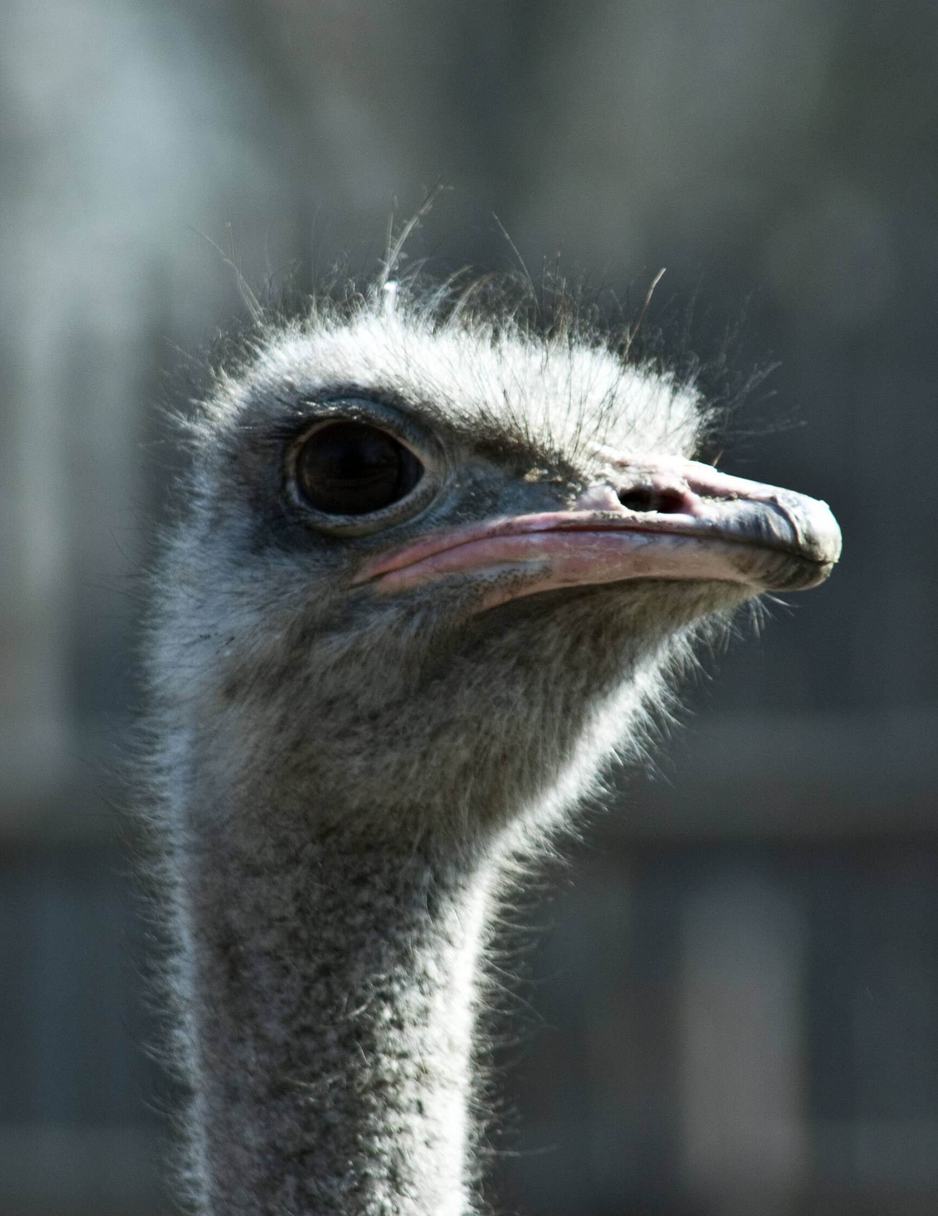 Ostrich image gallery, Free pictures, Kyiv zoo, Creative Commons license, 1920x2490 HD Handy