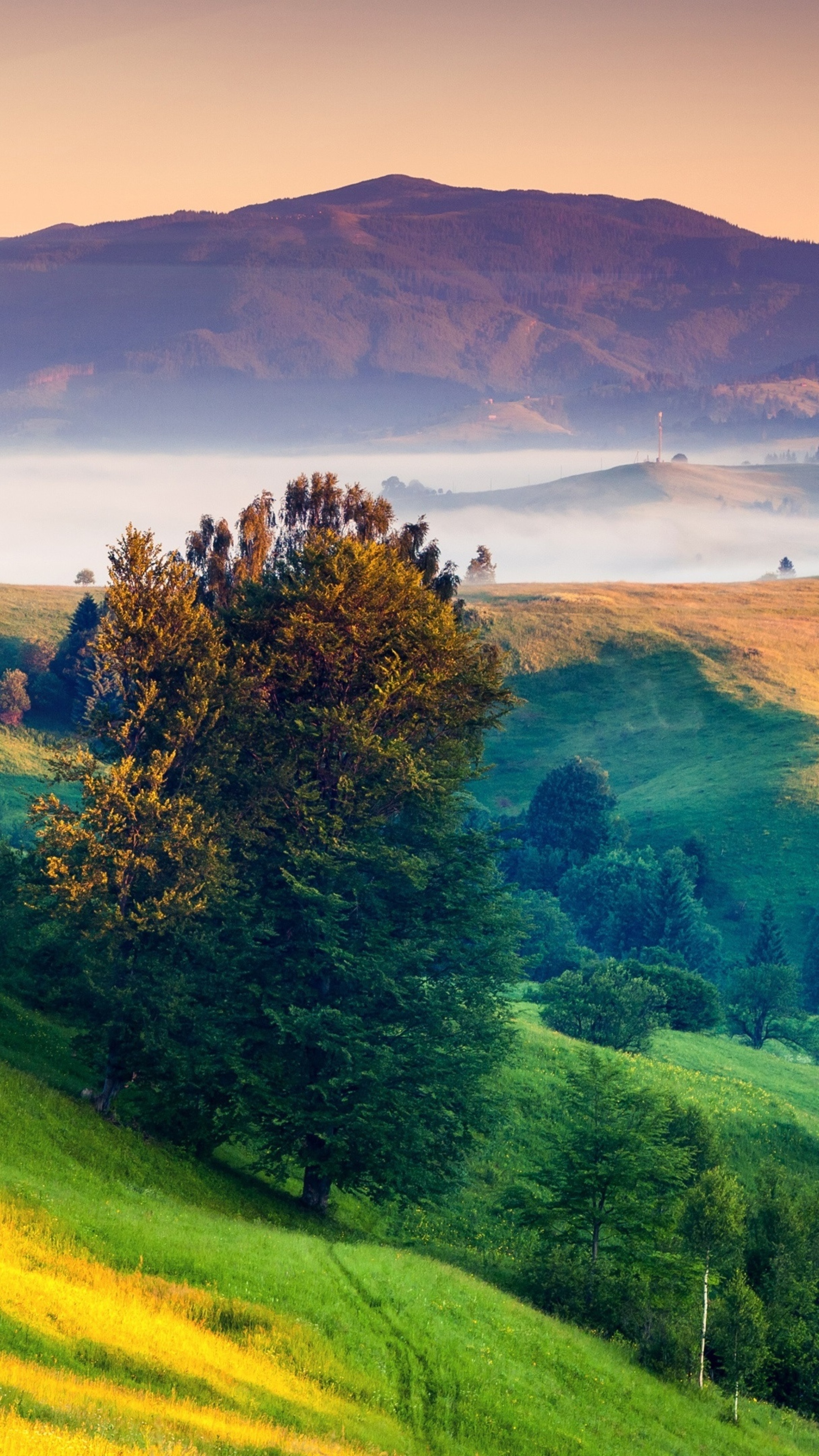 Landscape: A tree on the side of a green hill, The view of a foggy lake near the peak of the mountain. 2160x3840 4K Background.