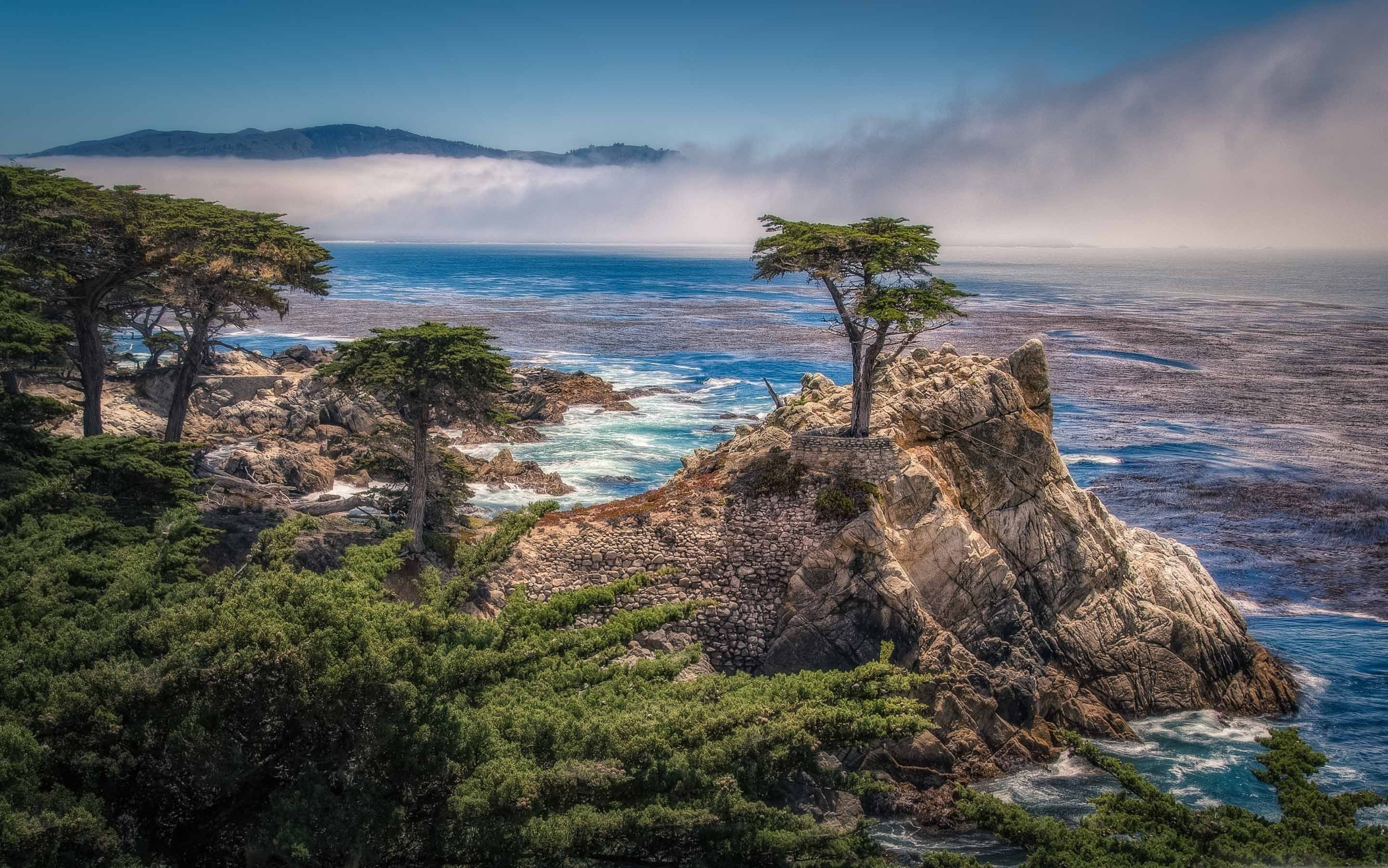 Cypress Tree, Monterey California, Wallpapers, Backgrounds, 2880x1800 HD Desktop