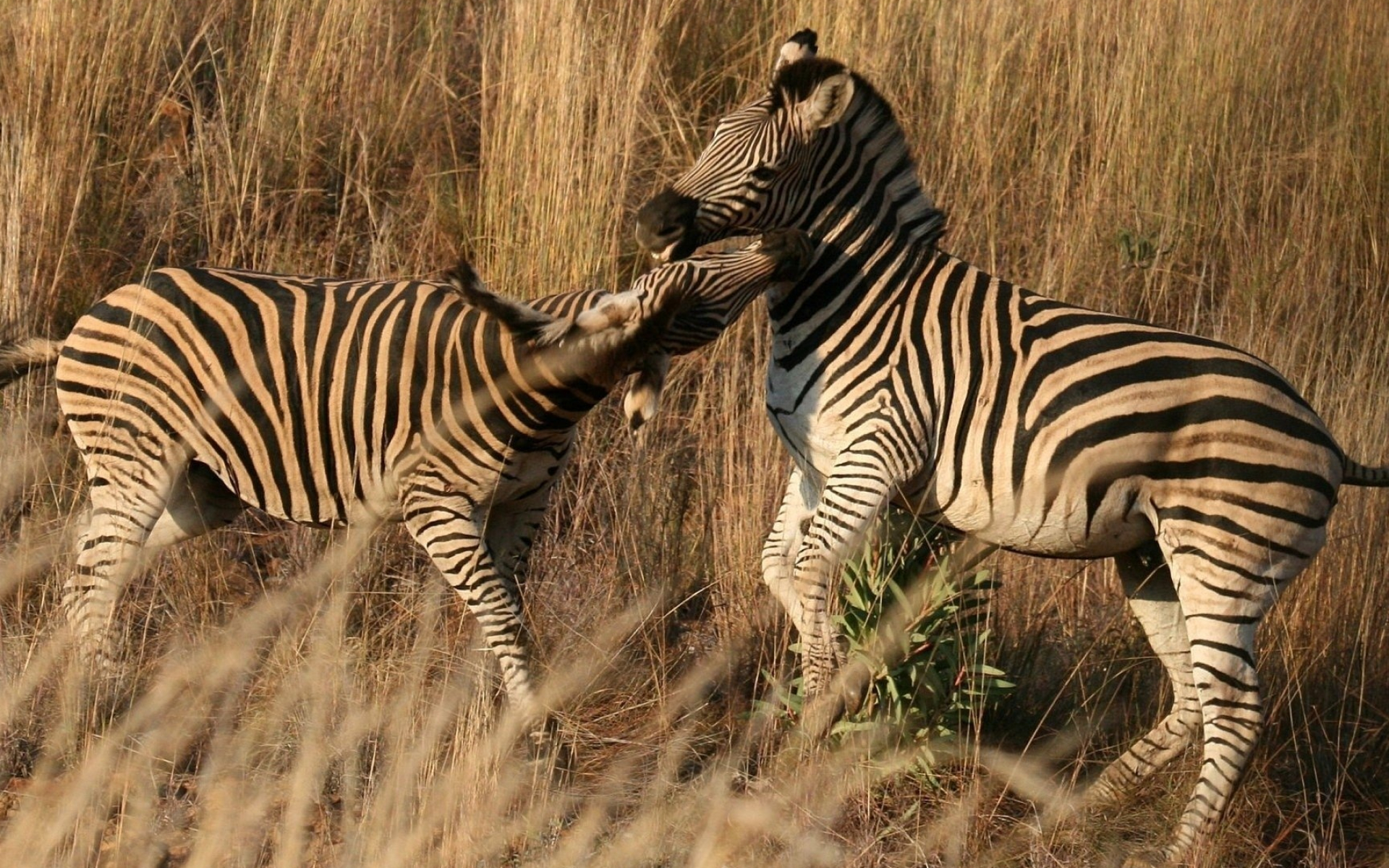 Kruger National Park, Zebra in the wild, Animal photography, Natural habitat, 1920x1200 HD Desktop