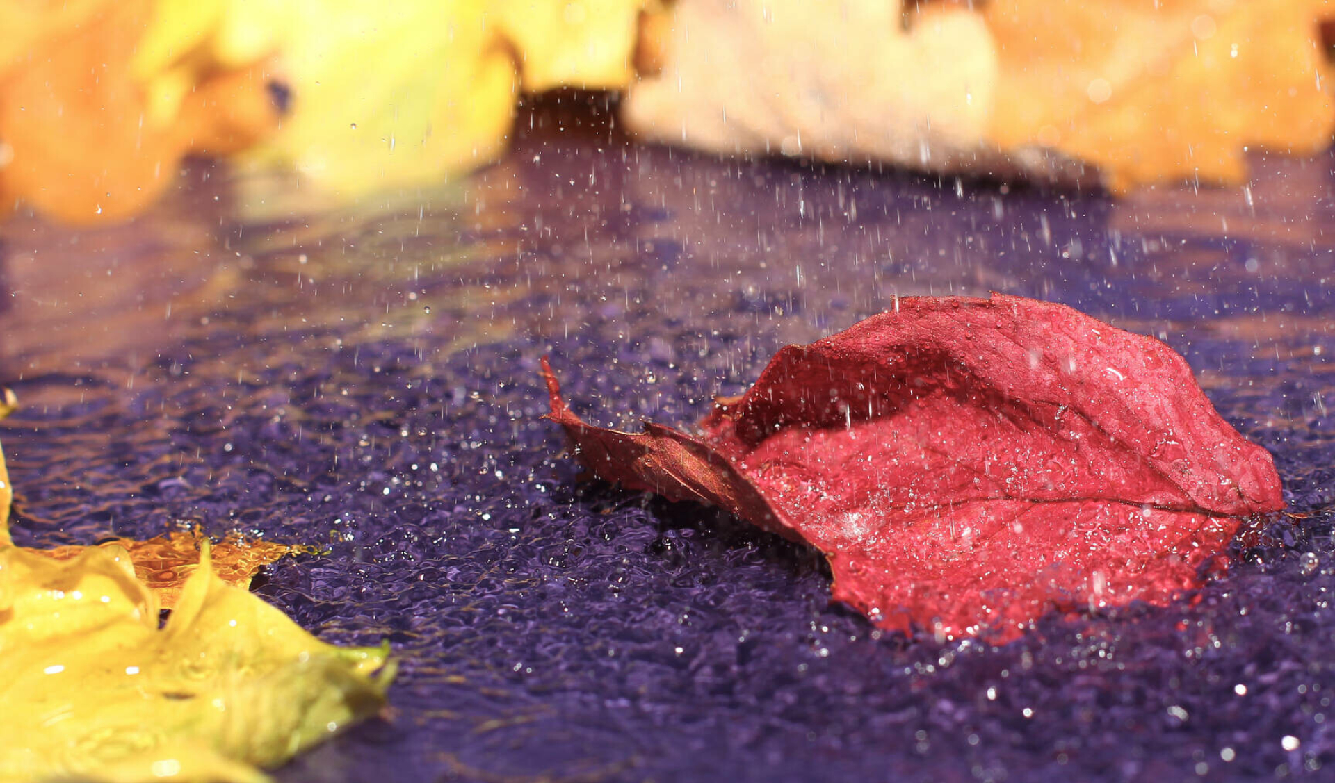 Autumn: The slow decline of the year toward the winter, Dying and rotting leaves. 1920x1130 HD Background.
