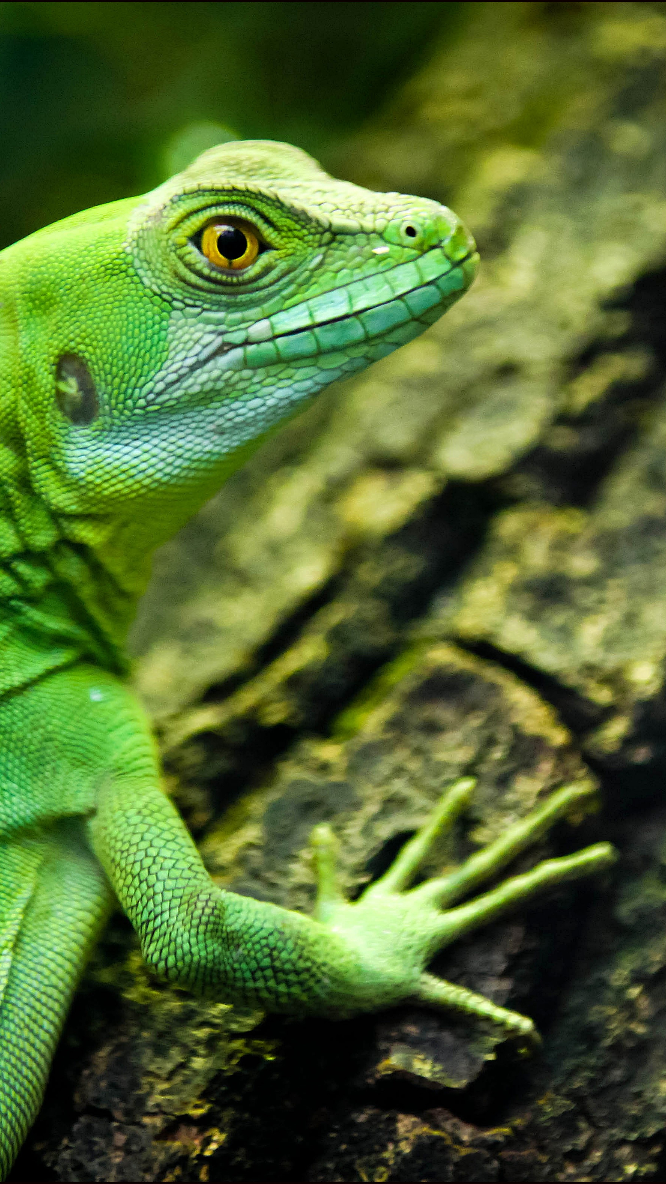 Gecko: Lizard, Reptilies, Animals. 2160x3840 4K Wallpaper.