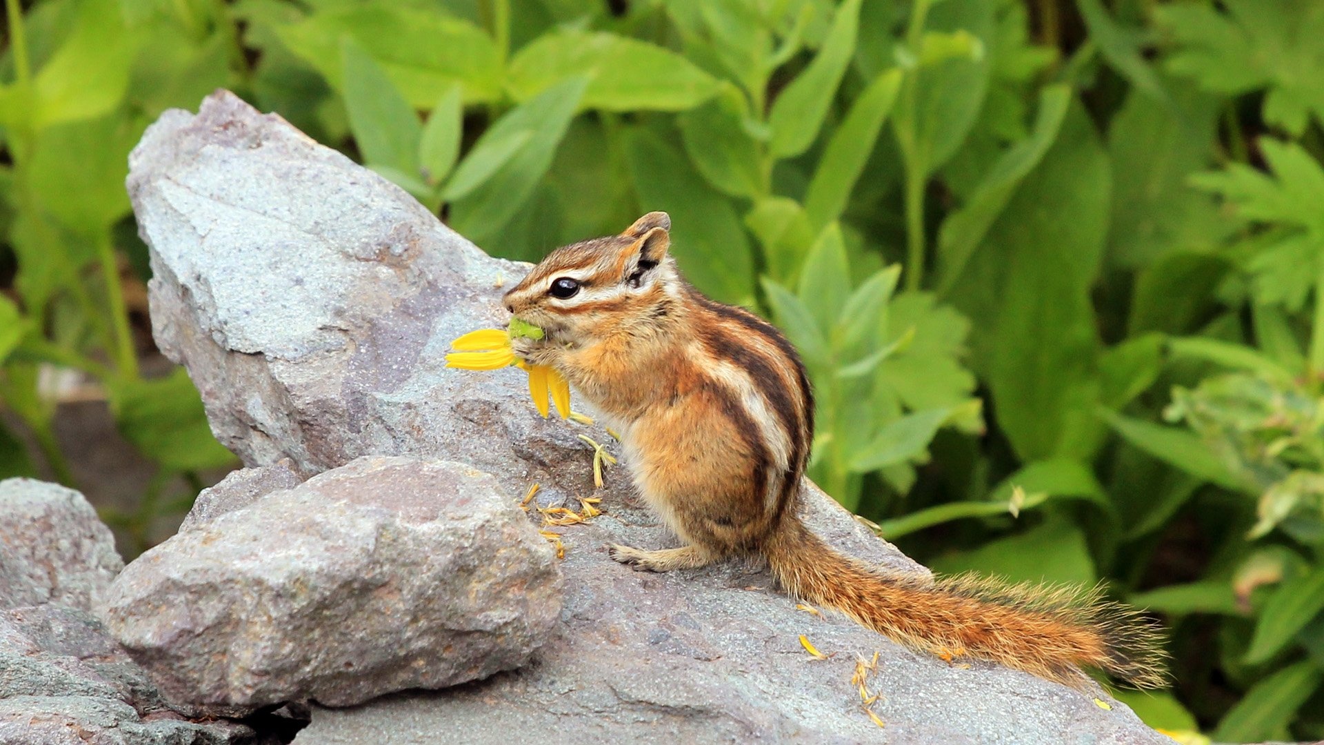 Chipmunk: Construct expansive burrows which can be more than 11 feet in length. 1920x1080 Full HD Wallpaper.