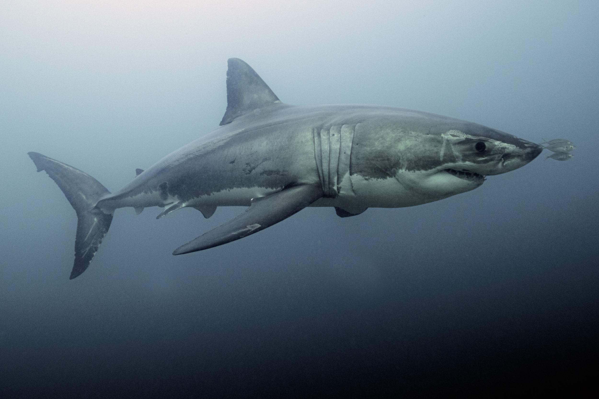 Nursery filmed in, Filmed in extremely, Extremely rare footage, Great white shark, 2500x1670 HD Desktop