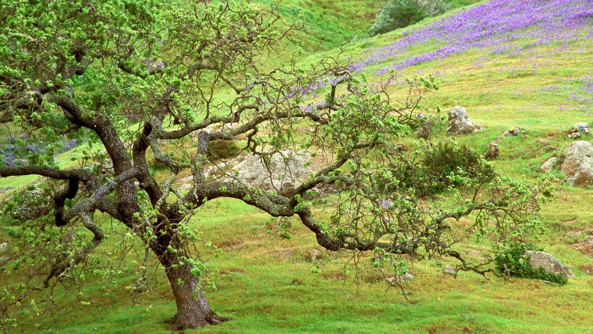 HD oak tree wallpaper, Background image, Nature's serenity, Captivating visuals, 1920x1080 Full HD Desktop