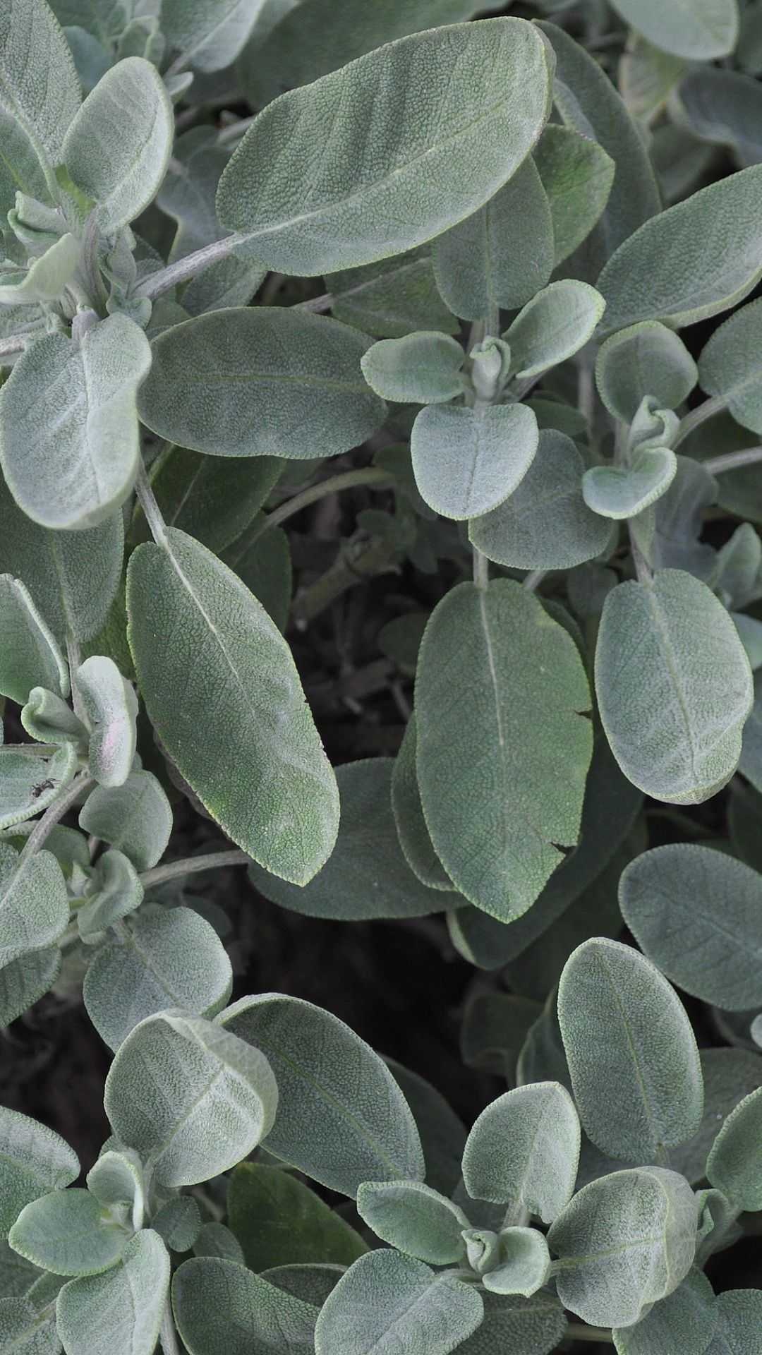 Aesthetic sage wallpaper, Nature-inspired, Serene green, High-definition image, 1080x1920 Full HD Handy
