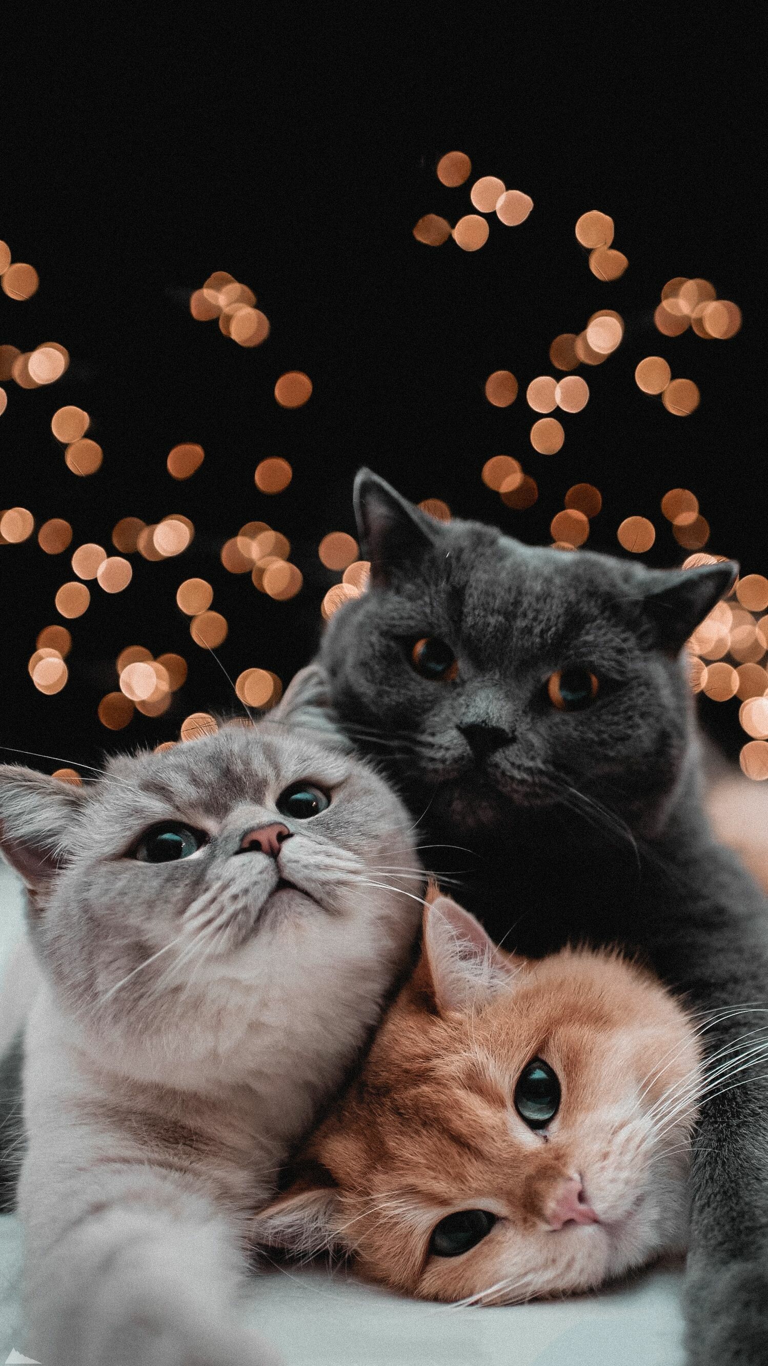 Aesthetic kittens, Ethereal beauty, Cat wallpaper, Aesthetically pleasing, 1500x2670 HD Phone