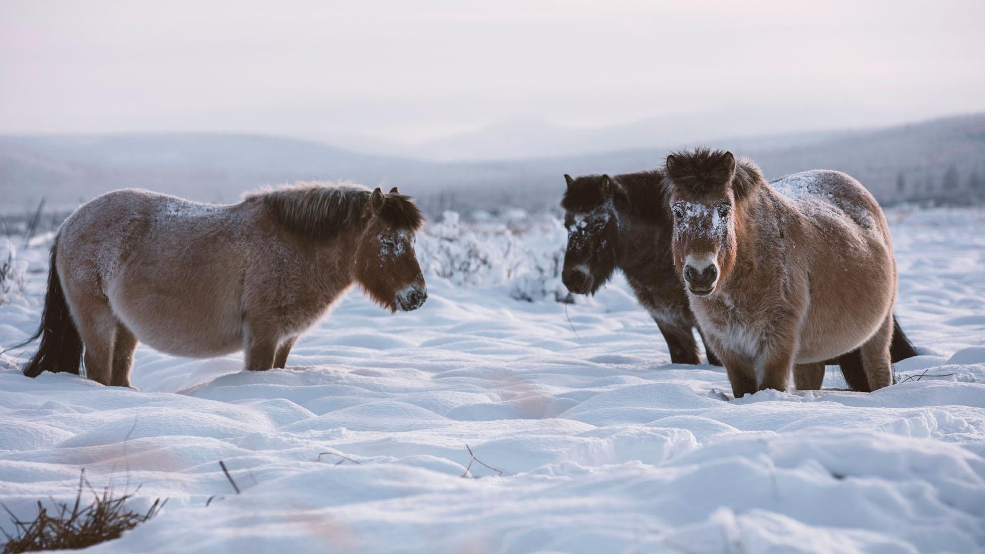 Horses in the snow, Majestic animals, Winter wonderland, Serene landscapes, 1920x1080 Full HD Desktop