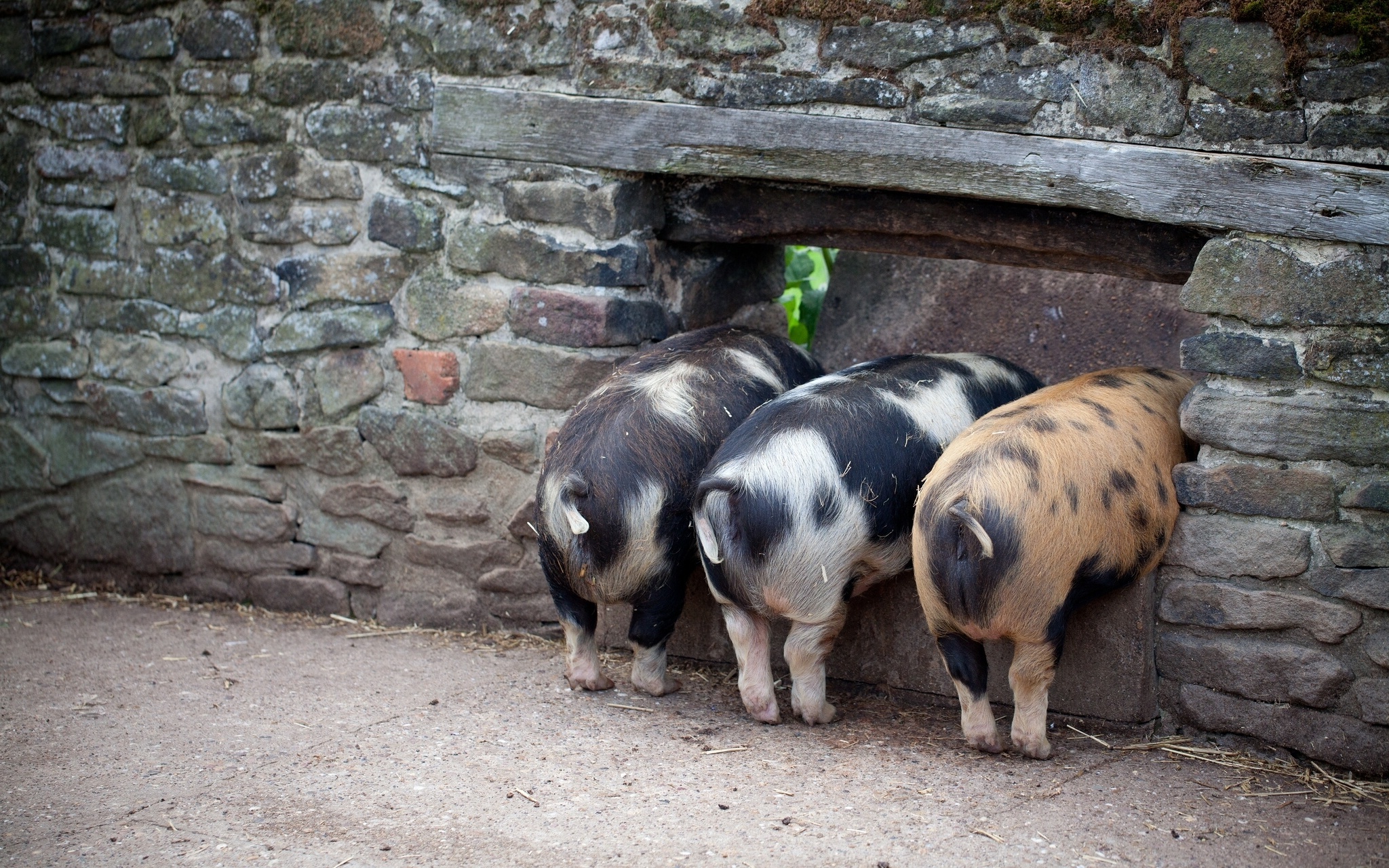 Three little pigs, HD barnyard fun, Sweet snouts, Playful oinks, 2050x1280 HD Desktop