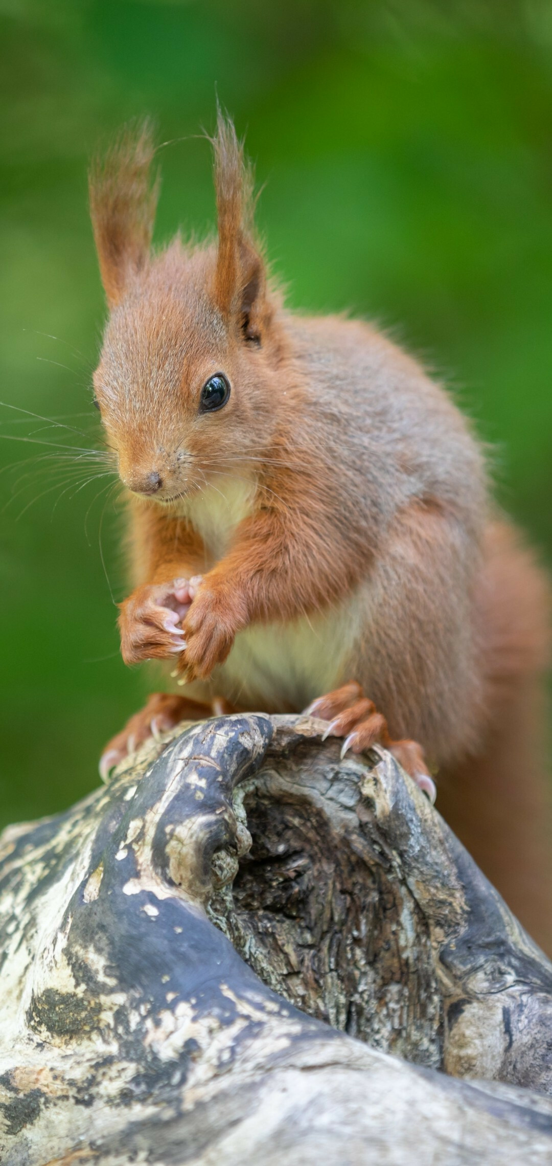 Squirrel: Fluffy rodent, The scientific order Rodentia. 1080x2280 HD Background.