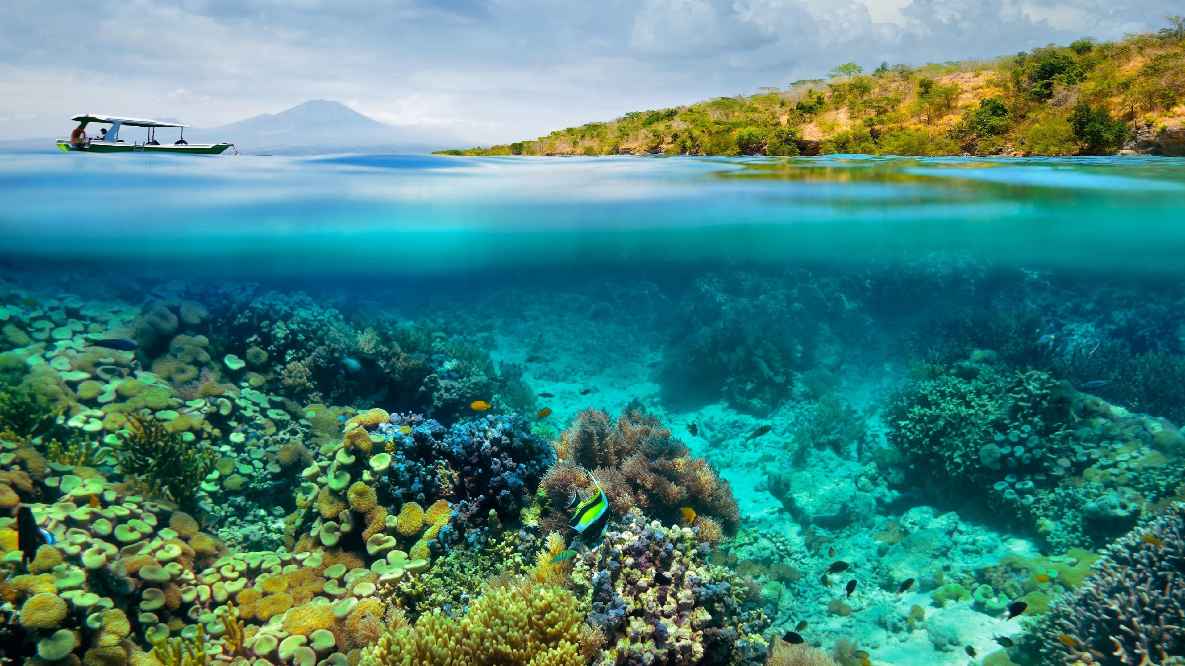 Coral Sea, Great Barrier Reef turtle, 4K wallpapers, 3840x2160 4K Desktop