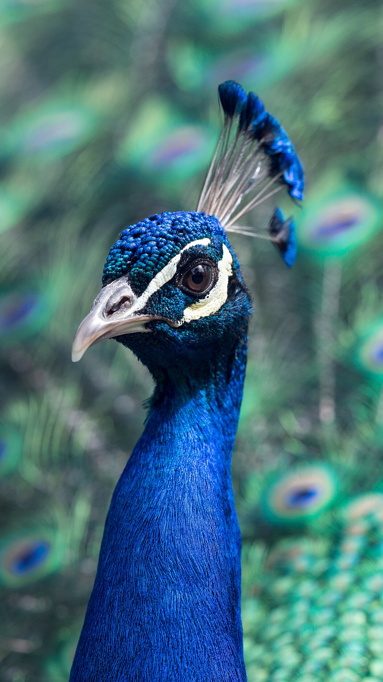 Peacock: In Hinduism, the Indian Peafowl is the mount of the god of war, Lord Kartikeya. 1250x2210 HD Wallpaper.