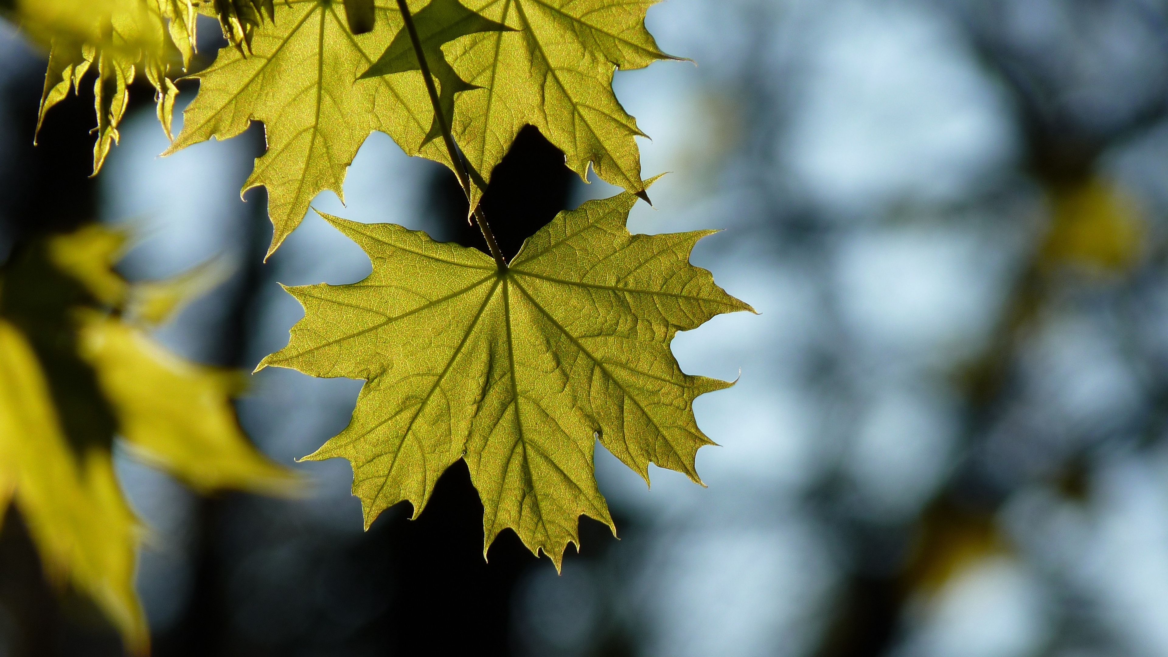 Maple leaf, Blurred beauty, Nature's abstract, Artistic appeal, 3840x2160 4K Desktop