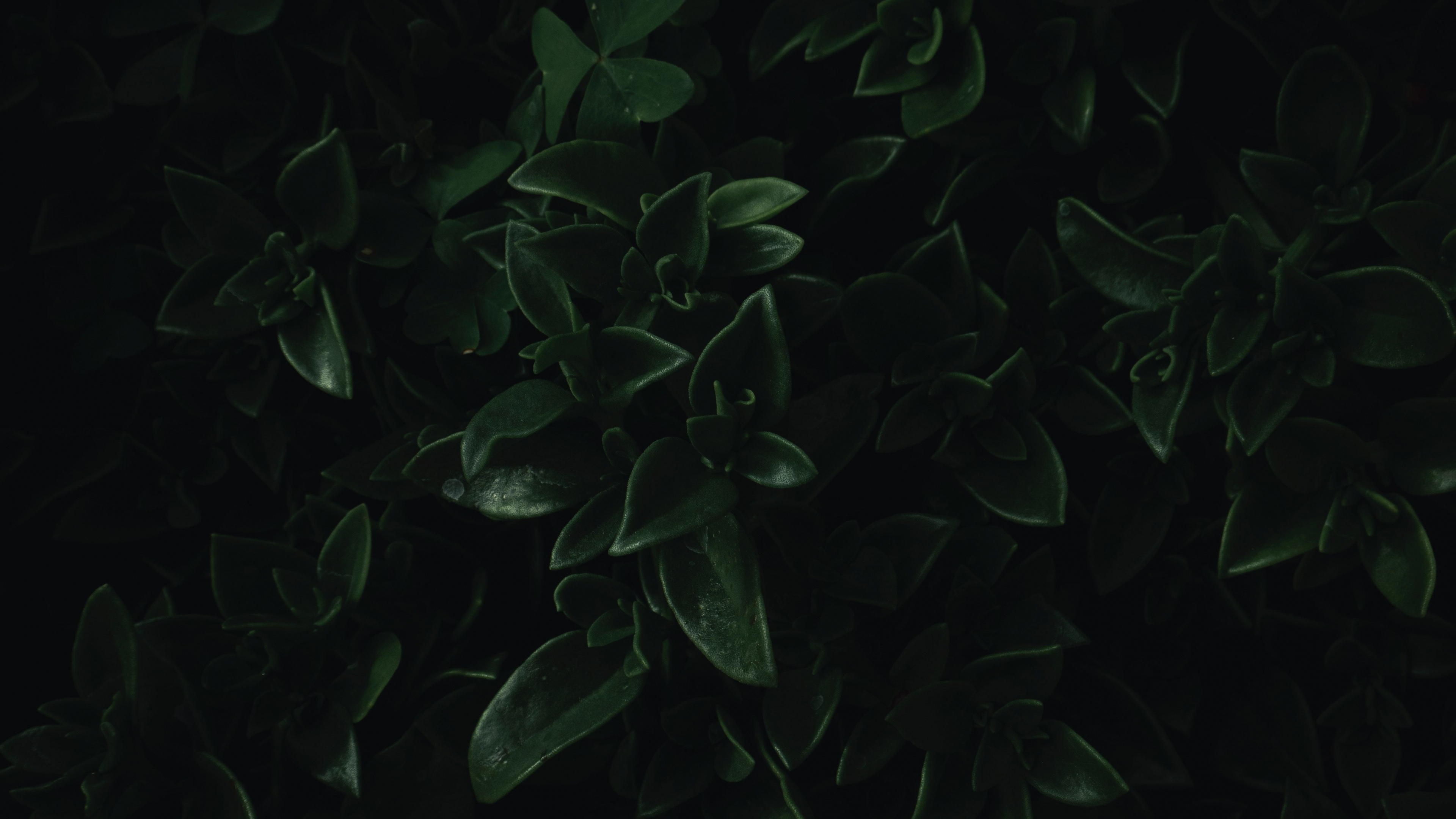 Green Leaf: Close-up dark green leaves of a bush, Awesome nature. 3840x2160 4K Wallpaper.