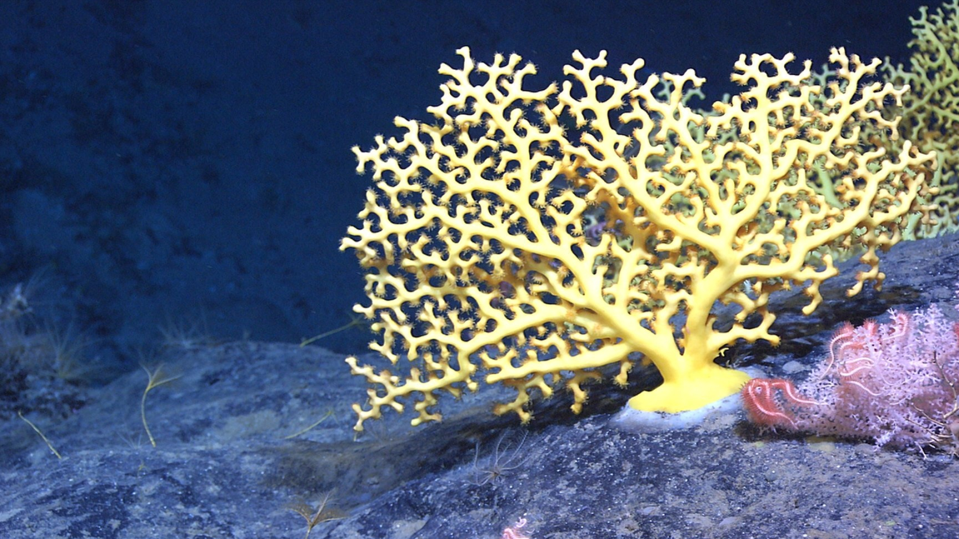 Sea Sponge: Deep sea coral, Can filter an amount of water 100,000 times their size each day. 1920x1080 Full HD Background.