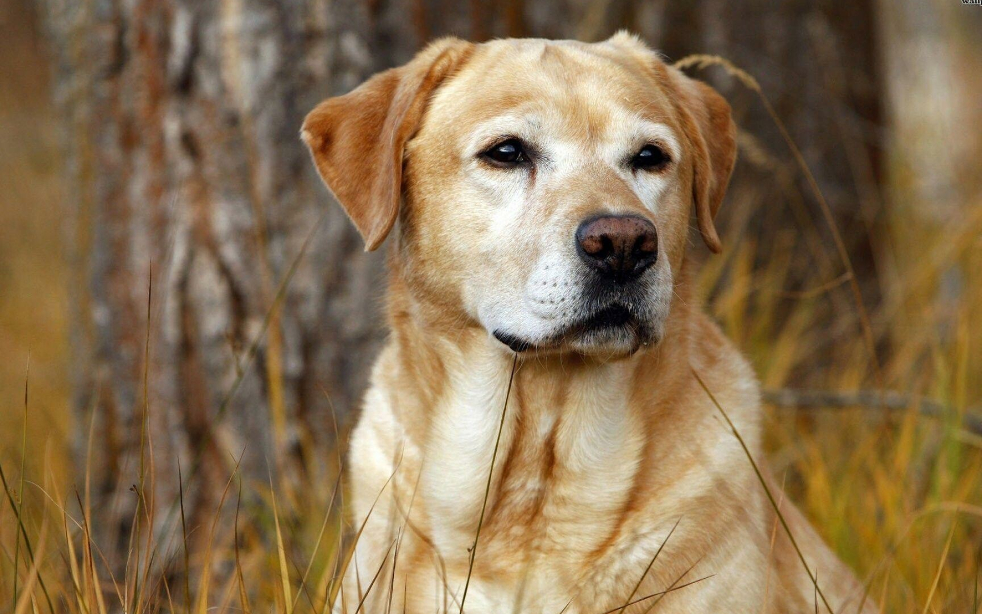 Labrador Retriever: Breed of sporting dog that originated in Newfoundland. 1920x1200 HD Wallpaper.