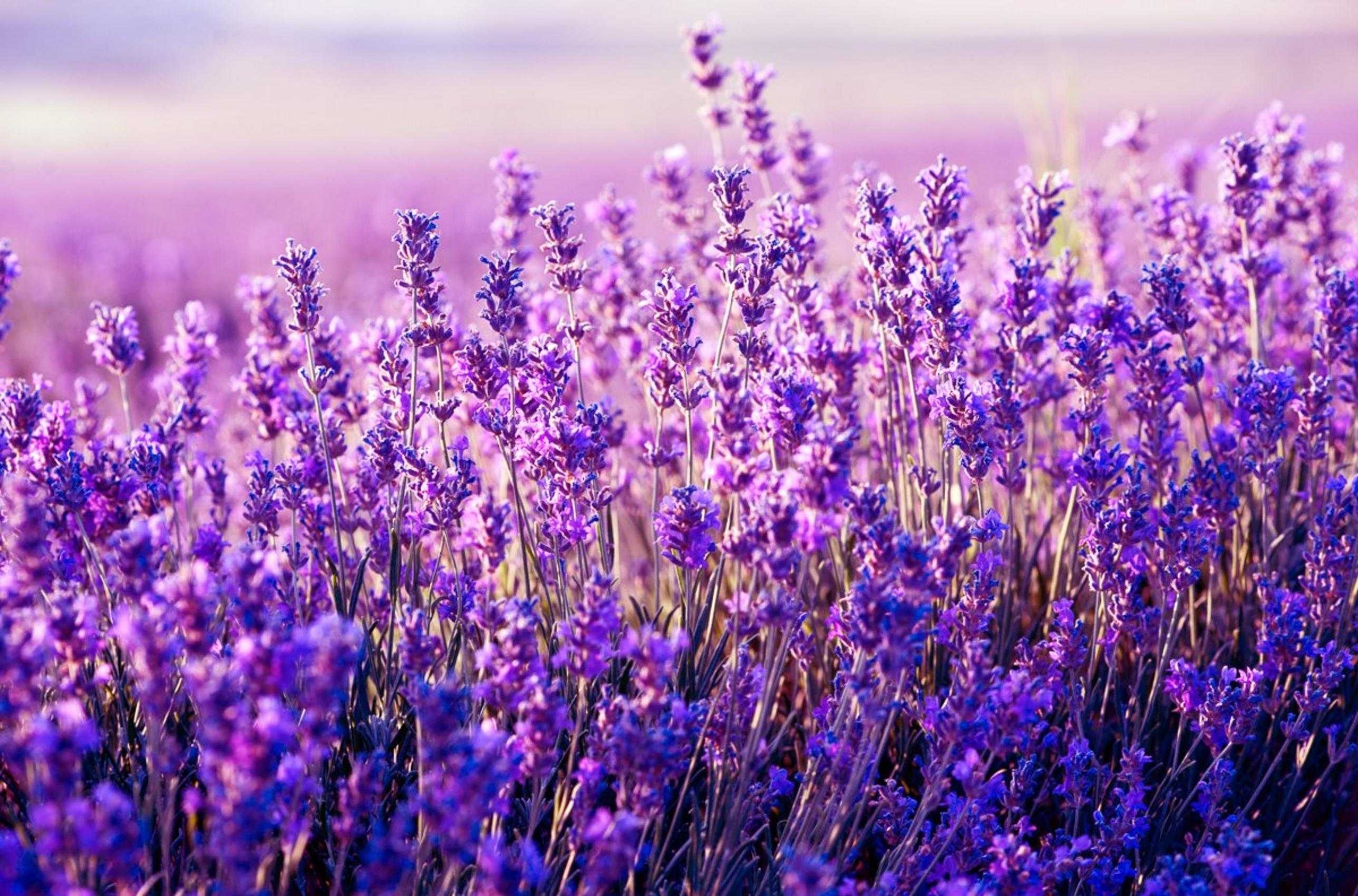 Lavender wallpaper, Floral elegance, Natural bliss, Vibrant blooms, 2580x1710 HD Desktop