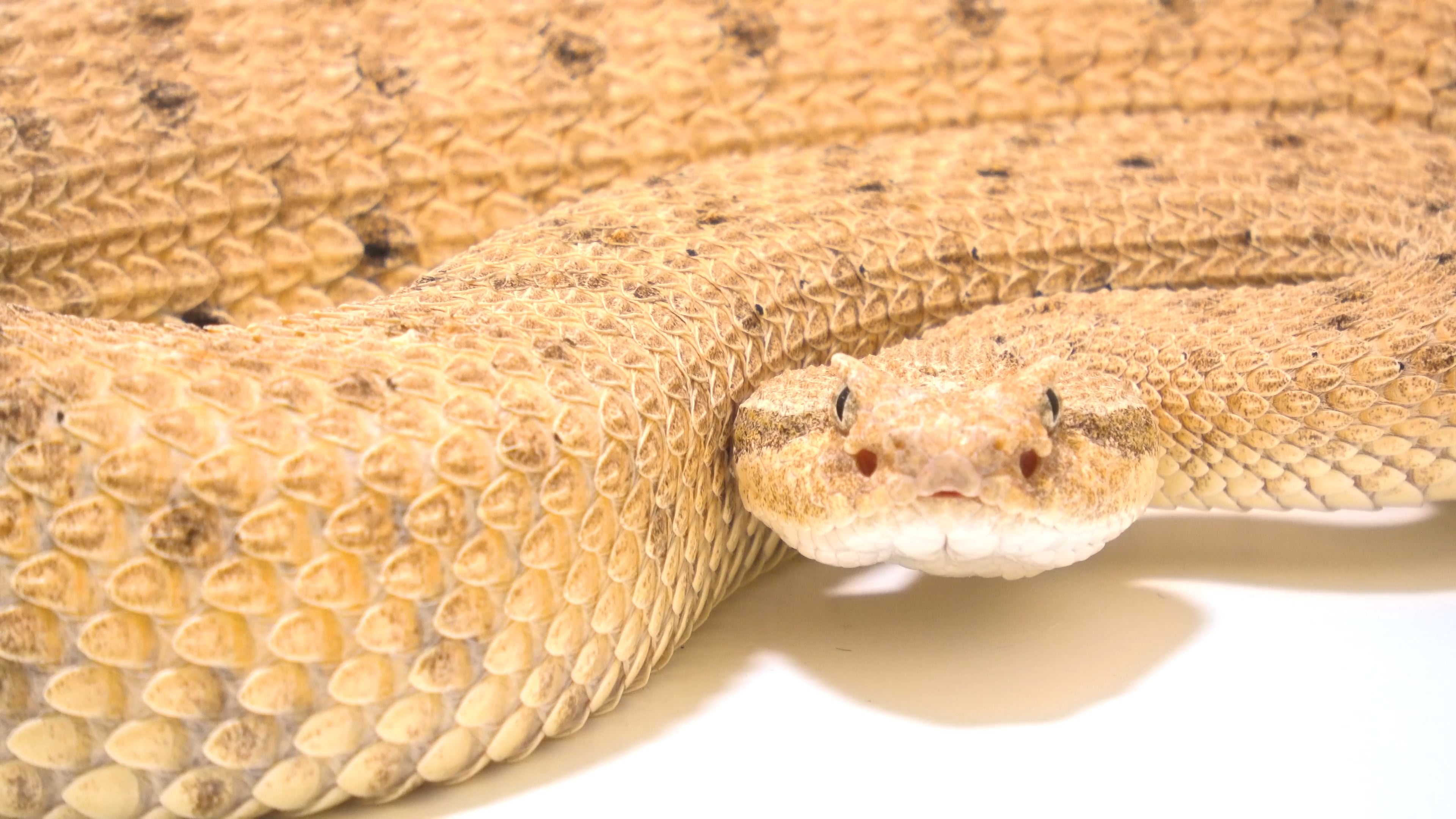 Rattlesnake hiss, Venomous serpent, Wildlife close-up, Joel Sartore photography, 3840x2160 4K Desktop
