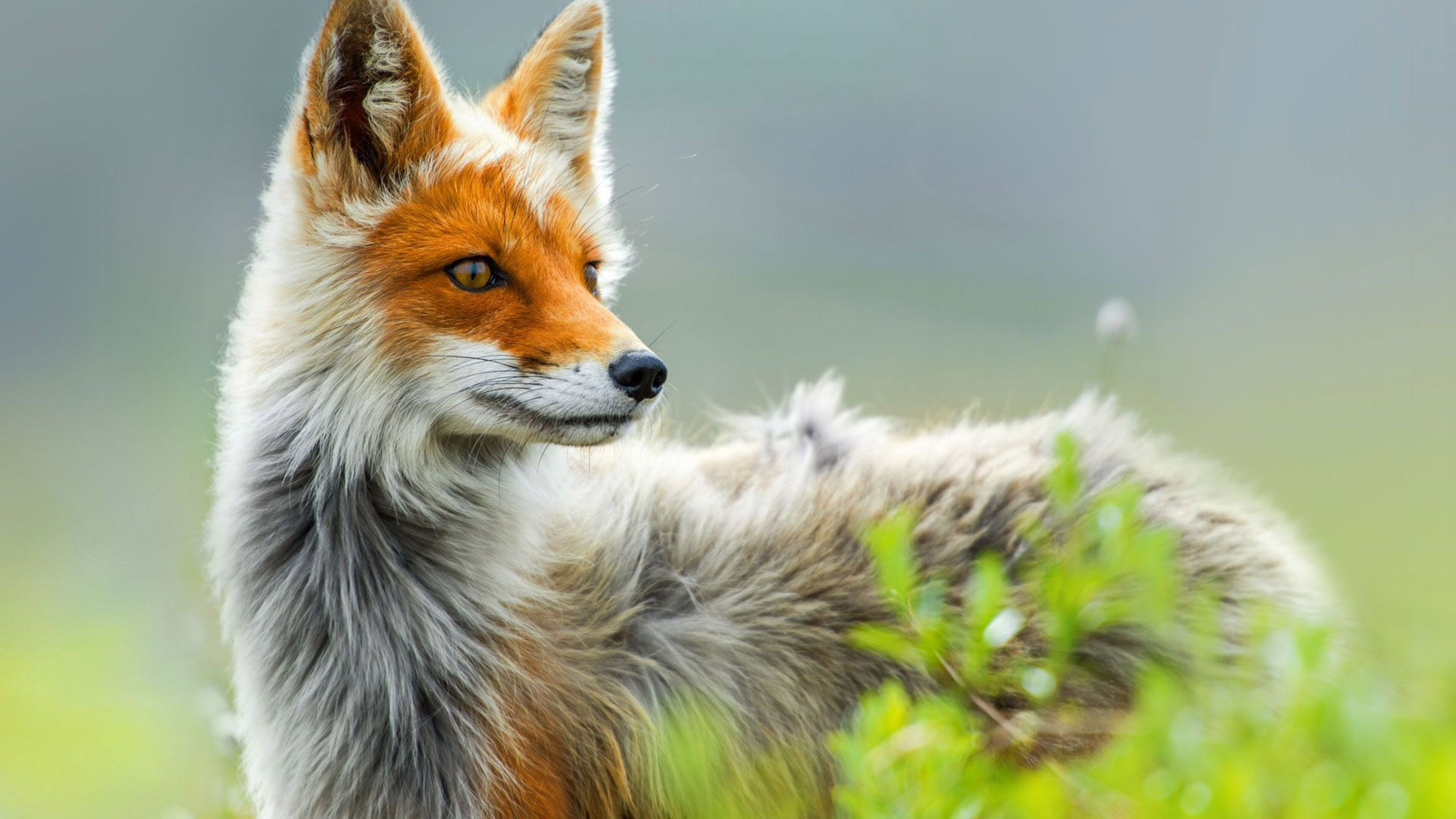 Fox: A primarily nocturnal or crepuscular mammal, Omnivore. 3840x2160 4K Background.