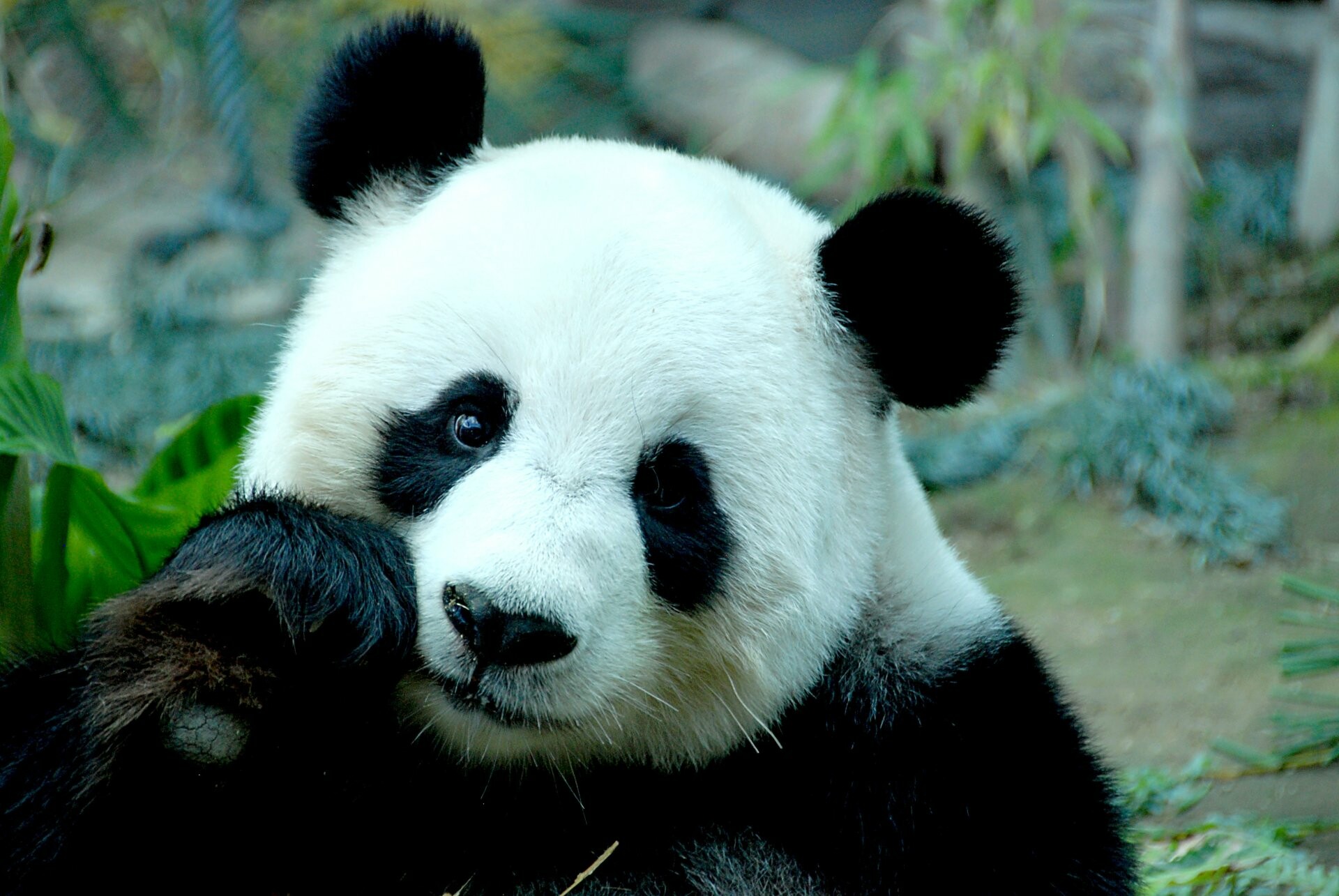Panda: A mammal that lives on an omnivore diet, Ailuropoda melanoleuca. 1920x1290 HD Wallpaper.
