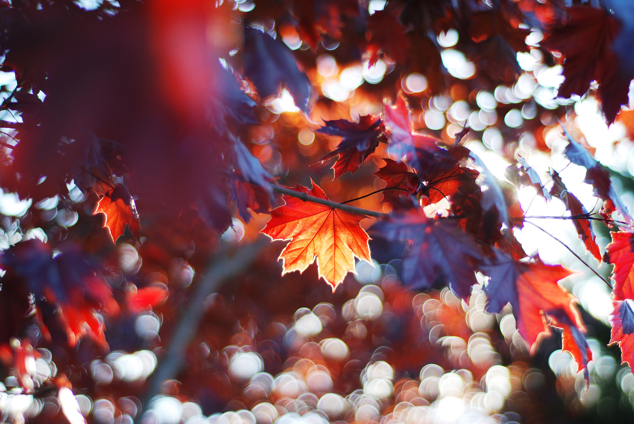 Maple leaf, Nature's art, Subtle tones, Beautiful patterns, 2050x1380 HD Desktop