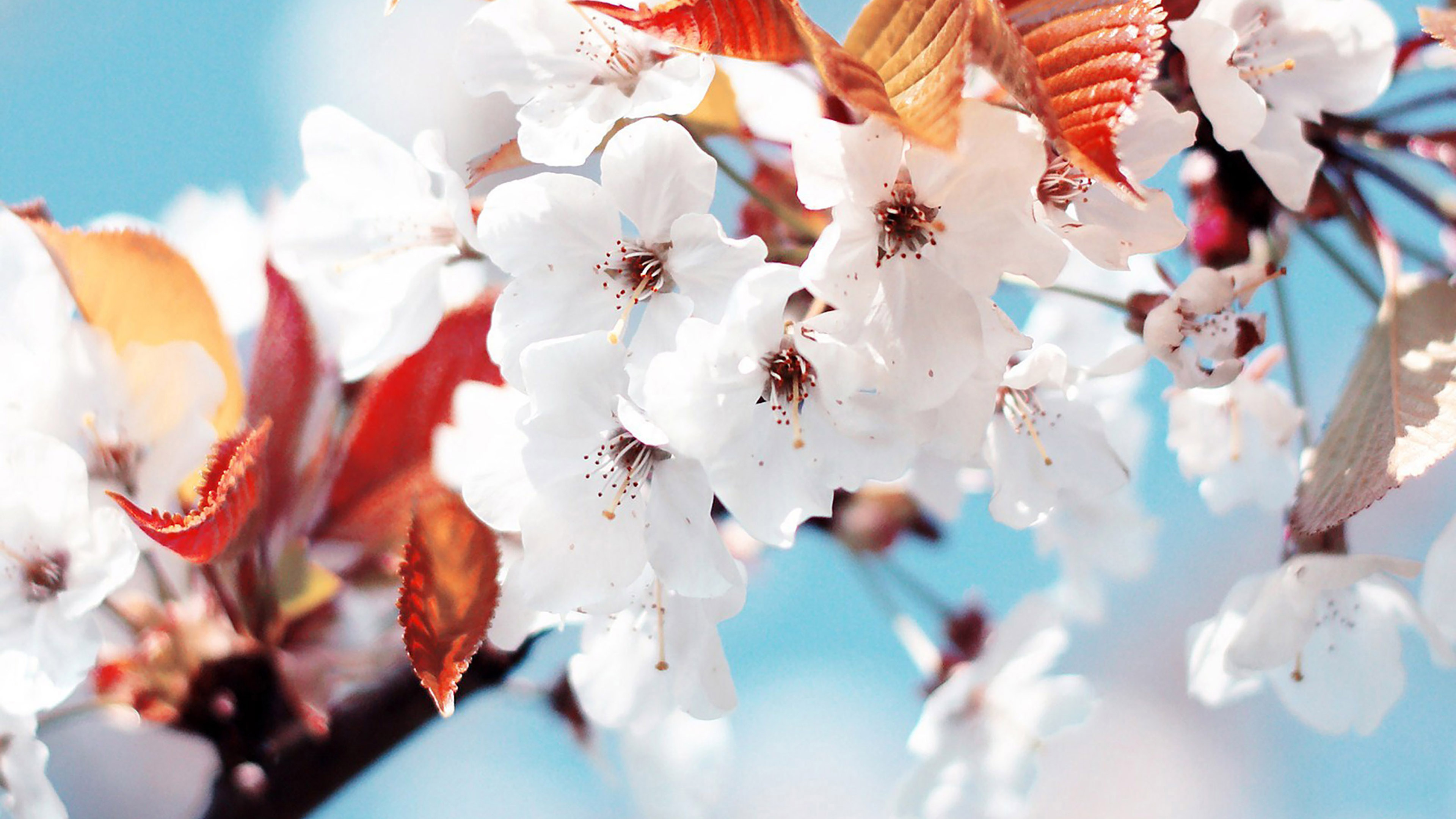 Cherry Tree, Spring feel, Nature, 3840x2160 4K Desktop