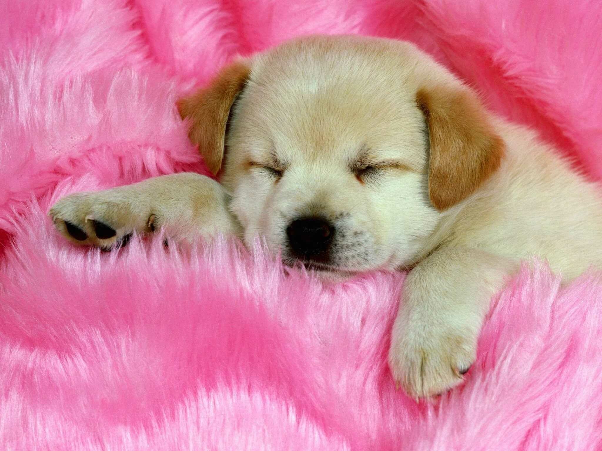 Puppy: A juvenile dog, Spend the large majority of their time sleeping and the rest feeding. 2050x1540 HD Background.