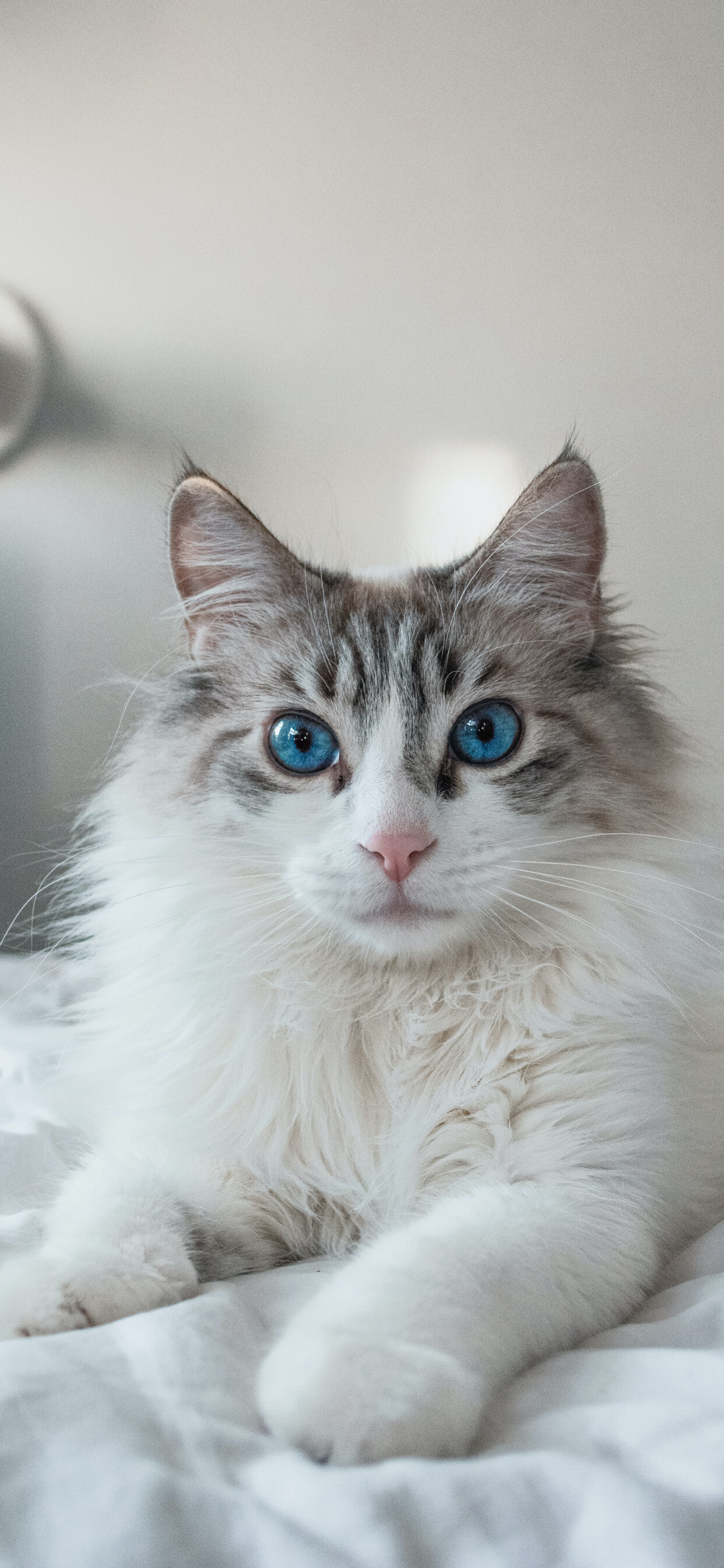 Ragdoll: Ragdolls are large, laid-back, semi longhaired cats with captivating blue eyes. 1250x2690 HD Background.