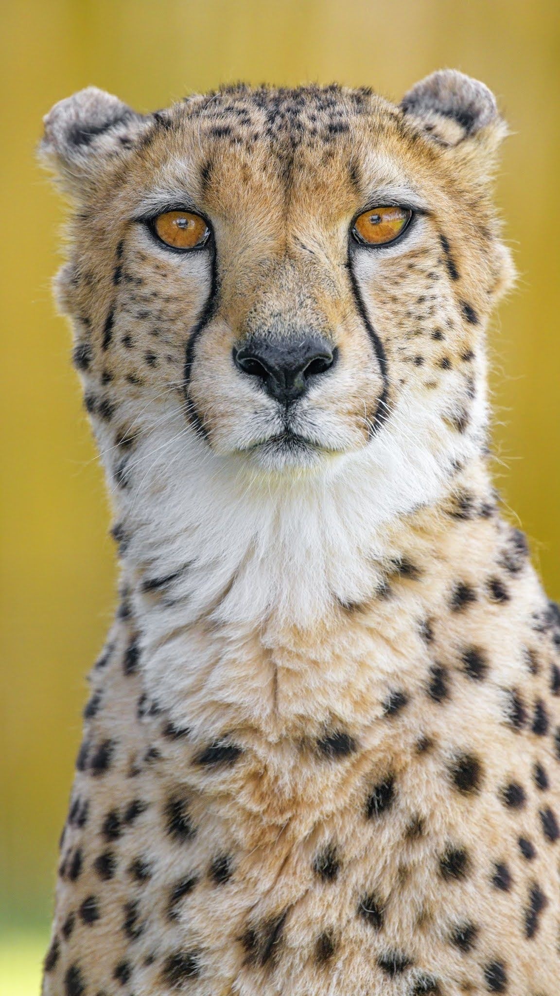 Striking iPhone HD wallpapers, Cheetah's wild beauty, Captivating big cat, Powerful presence, 1160x2050 HD Handy
