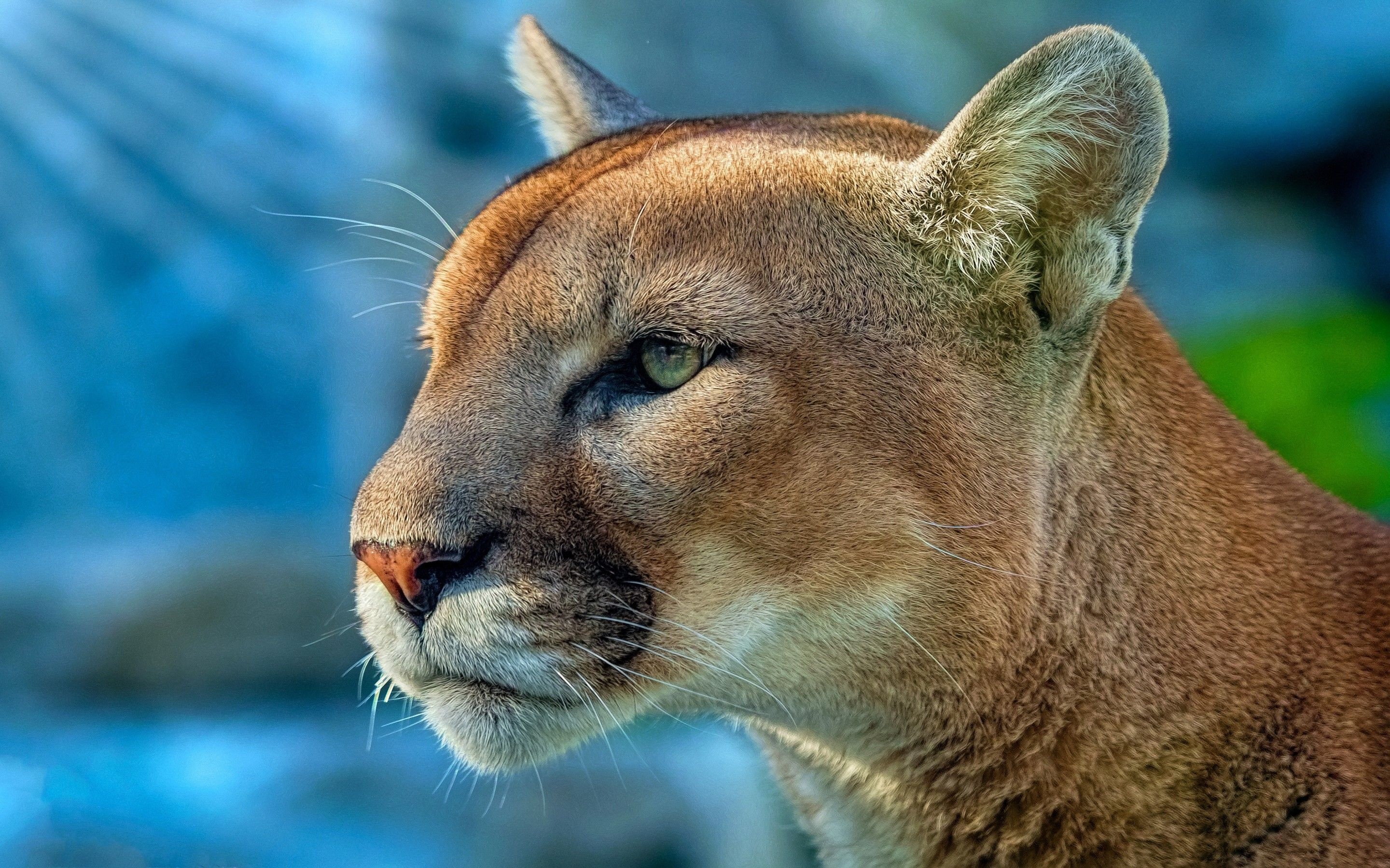 Cougar, Majestic predator, Graceful feline, Untamed wilderness, 2880x1800 HD Desktop